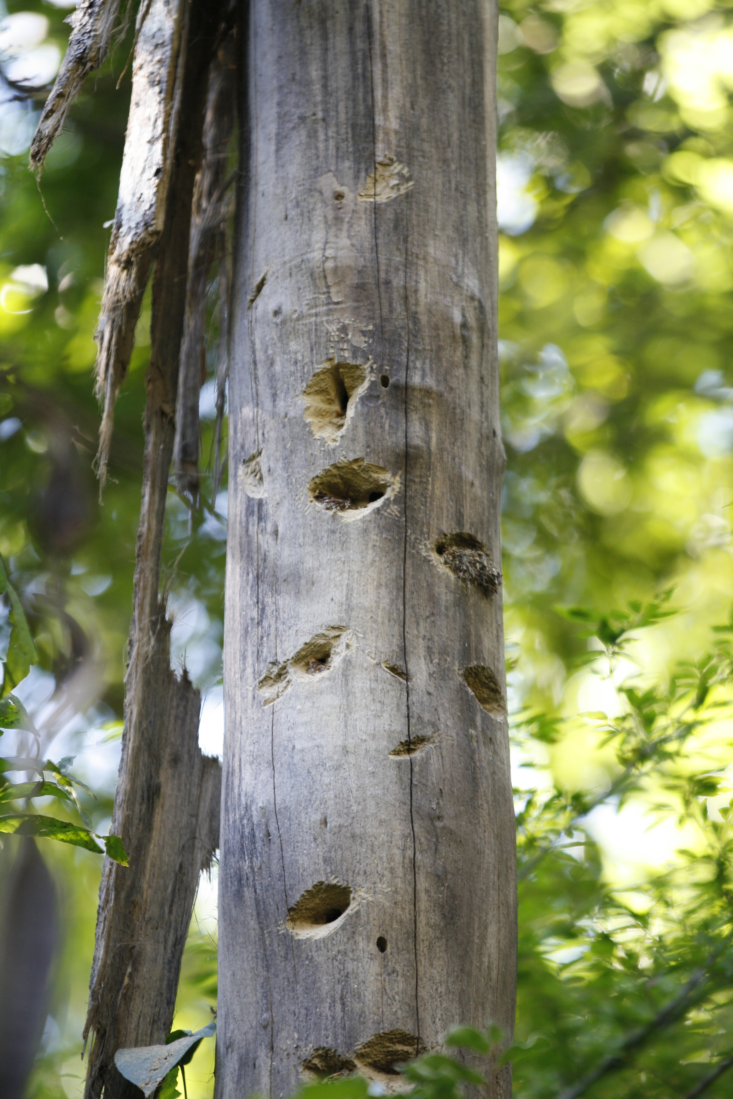  Gnaw marks on dead tree from aye-aye foraging for the larvae of wood-boring insects, Daraina, Madagascar 