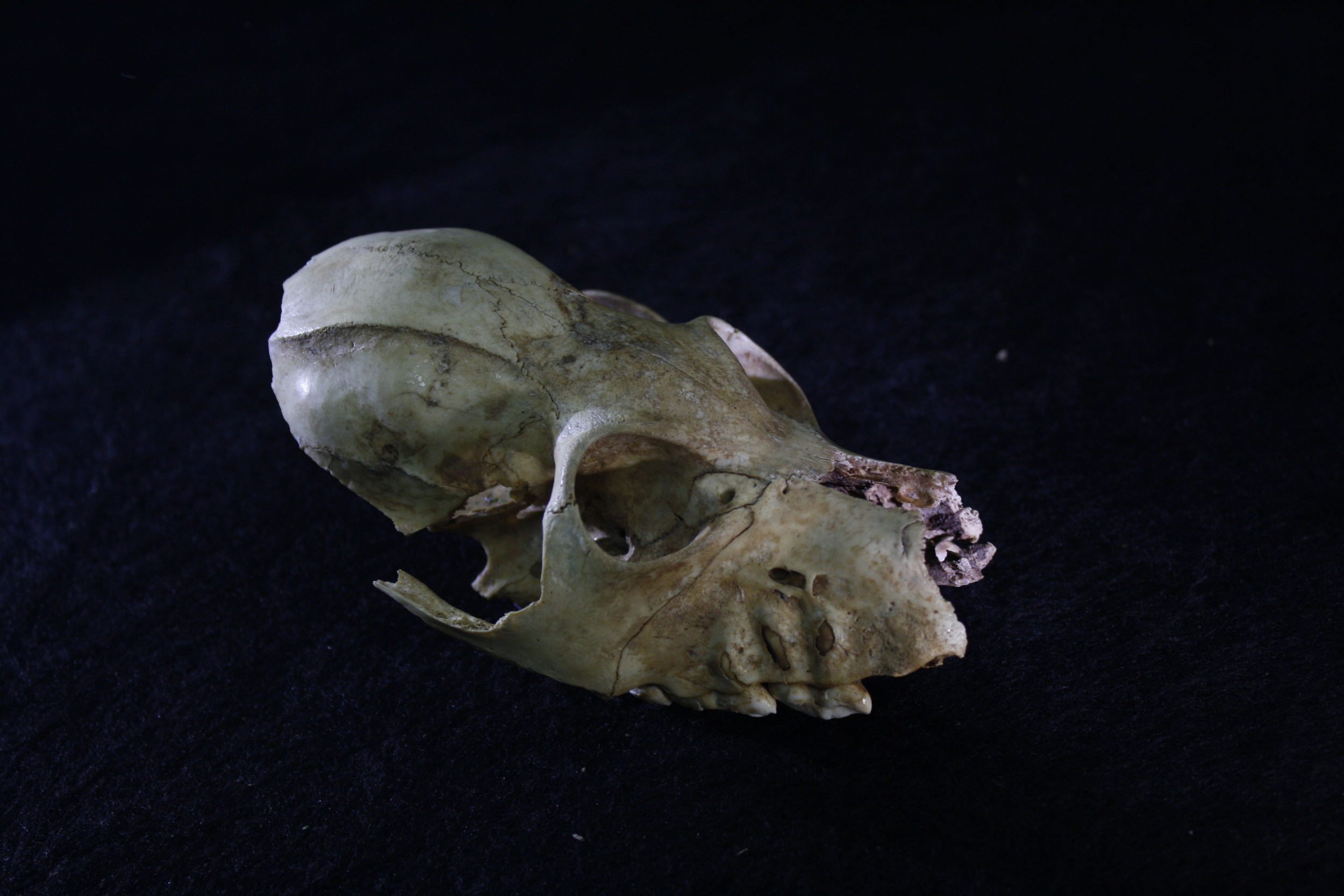  Skull from a juvenile  Palaeopropithecus  extinct subfossil lemur 