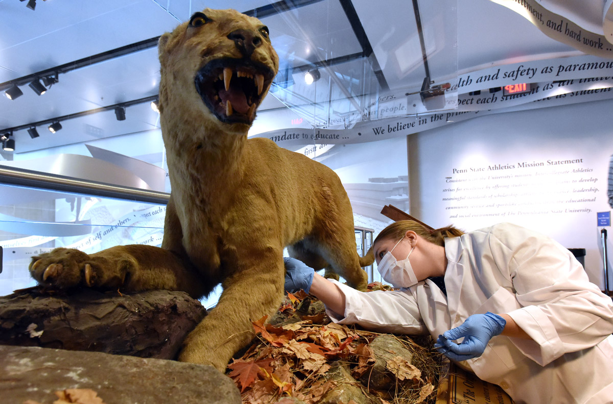  Undergraduate student Maya Evanitsky collects a sample from "The Original Nittany Lion" at the Penn State All Sports Museum&nbsp;for her ancient DNA study. Photograph: Pat Little, PSU. 