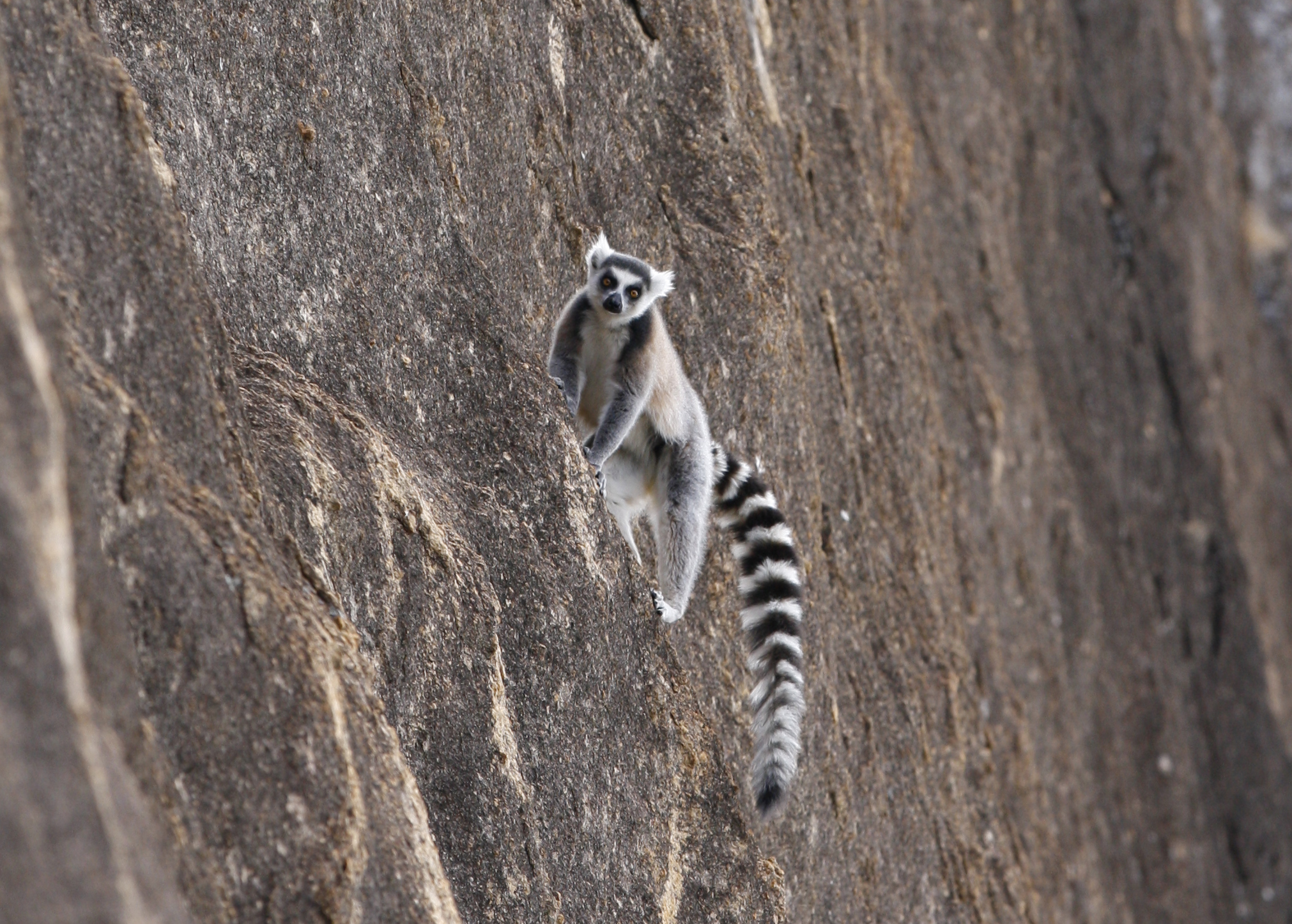  Ring-tailed lemur&nbsp;( Lemur catta ) on cliff near Ambalavao, Madagascar 