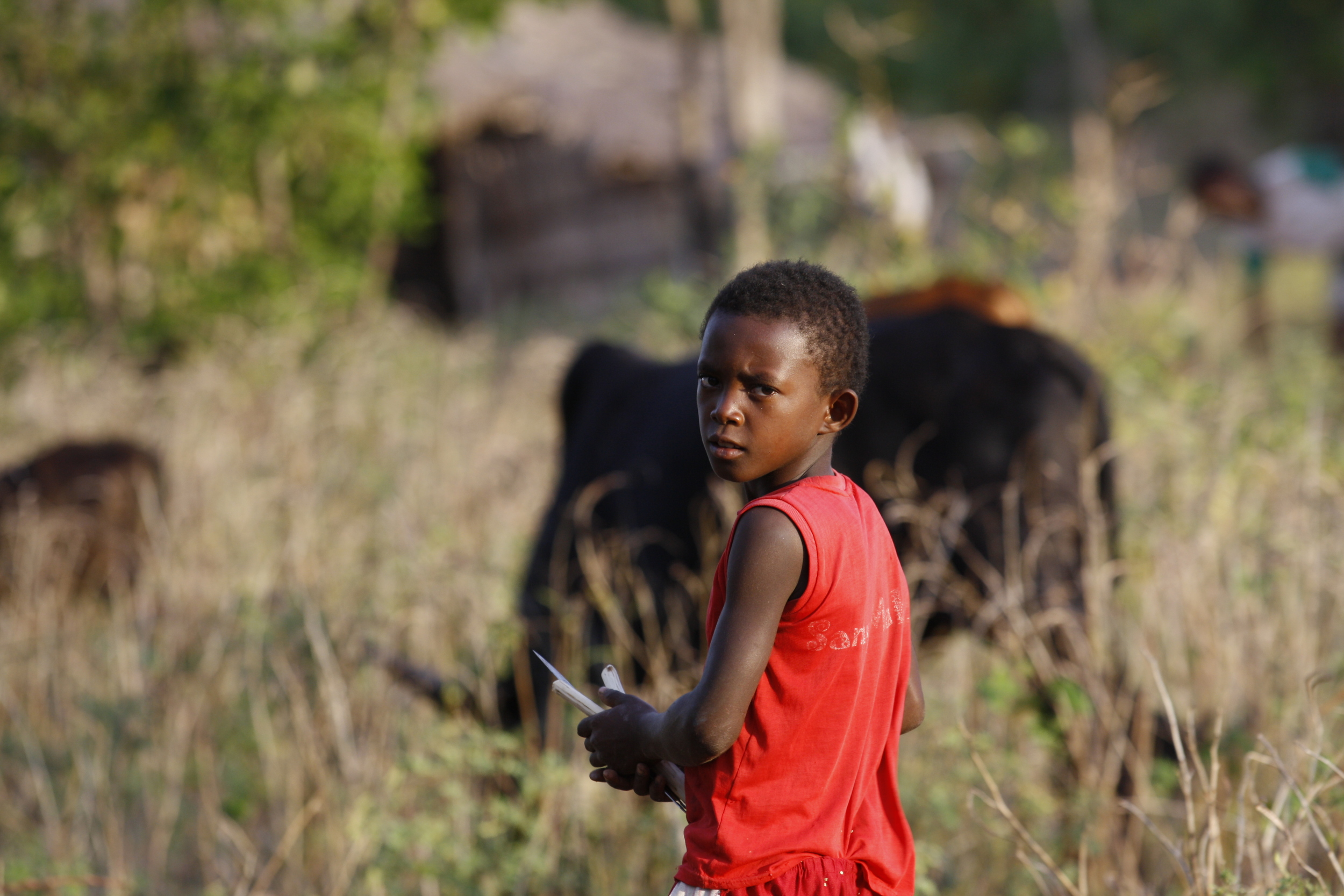  Young cattle (omby) herder, near Mangaoko (Diego), Madagascar 