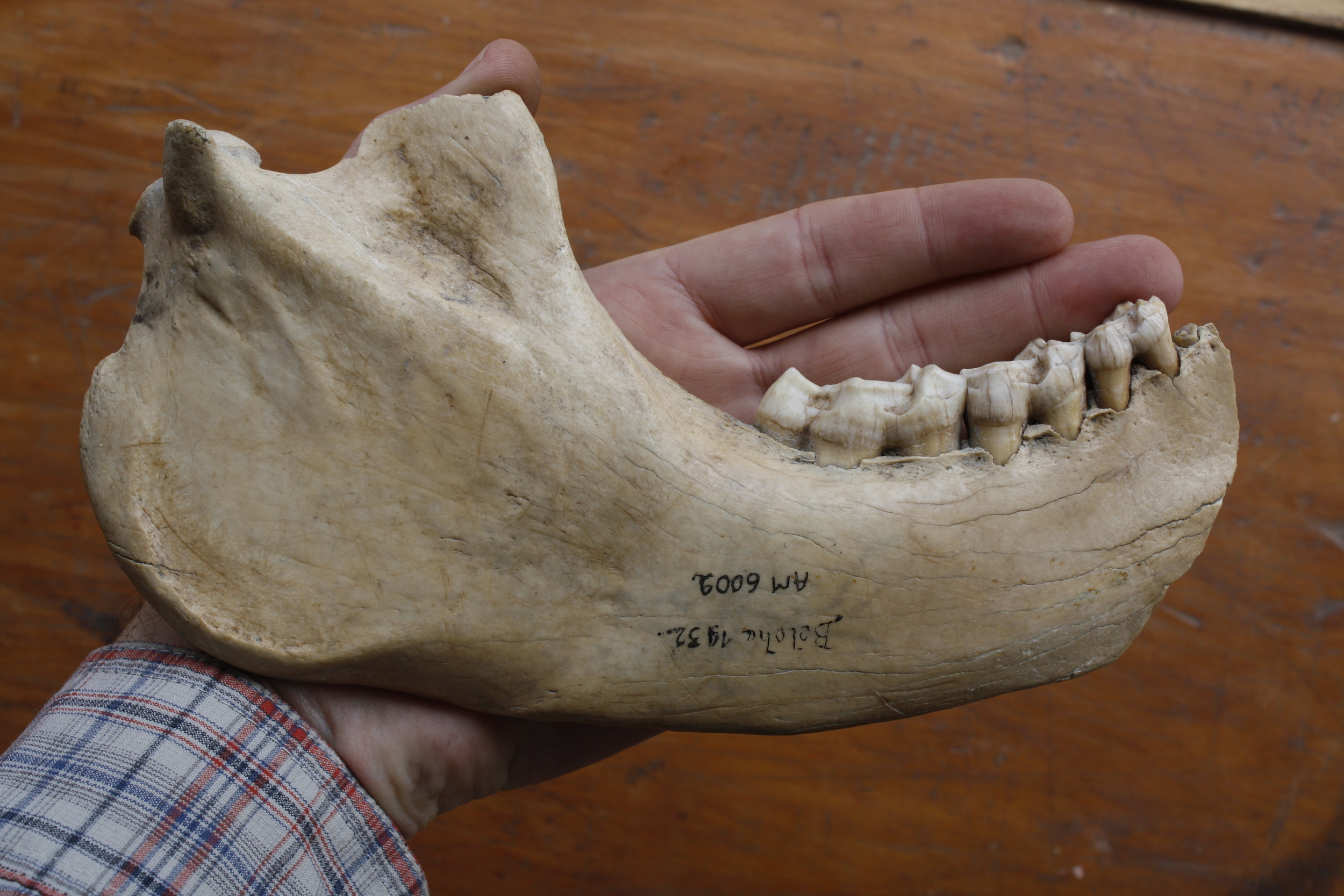  Partial  Megaladapis  mandible. This was not even the largest extinct subfossil lemur! 