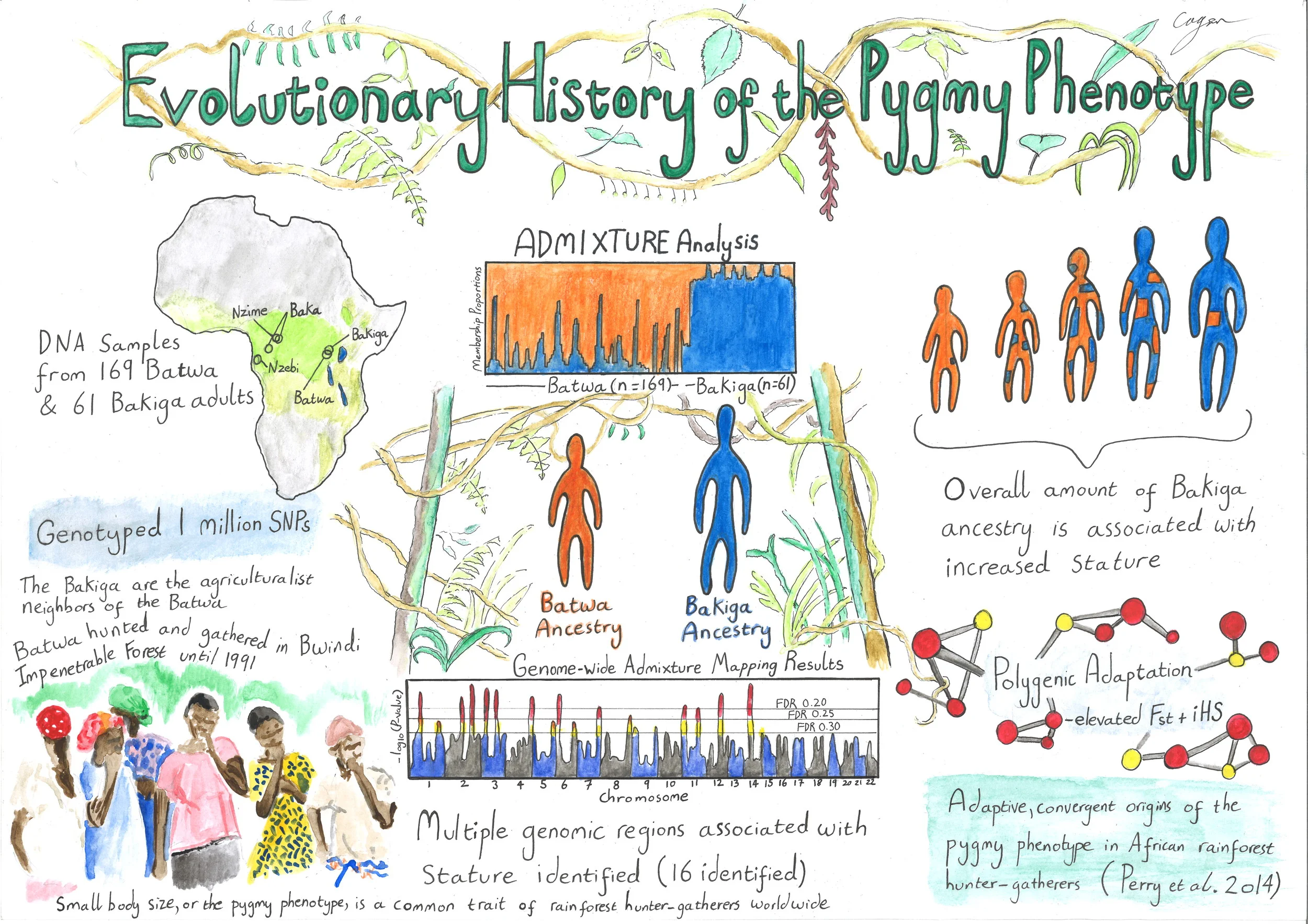 Illustration by Alex Cagan of results from Perry et al. 2014 ; used in summer 2015 to help us present our results to the Batwa and Bakiga communities in Uganda who participated in the study.
