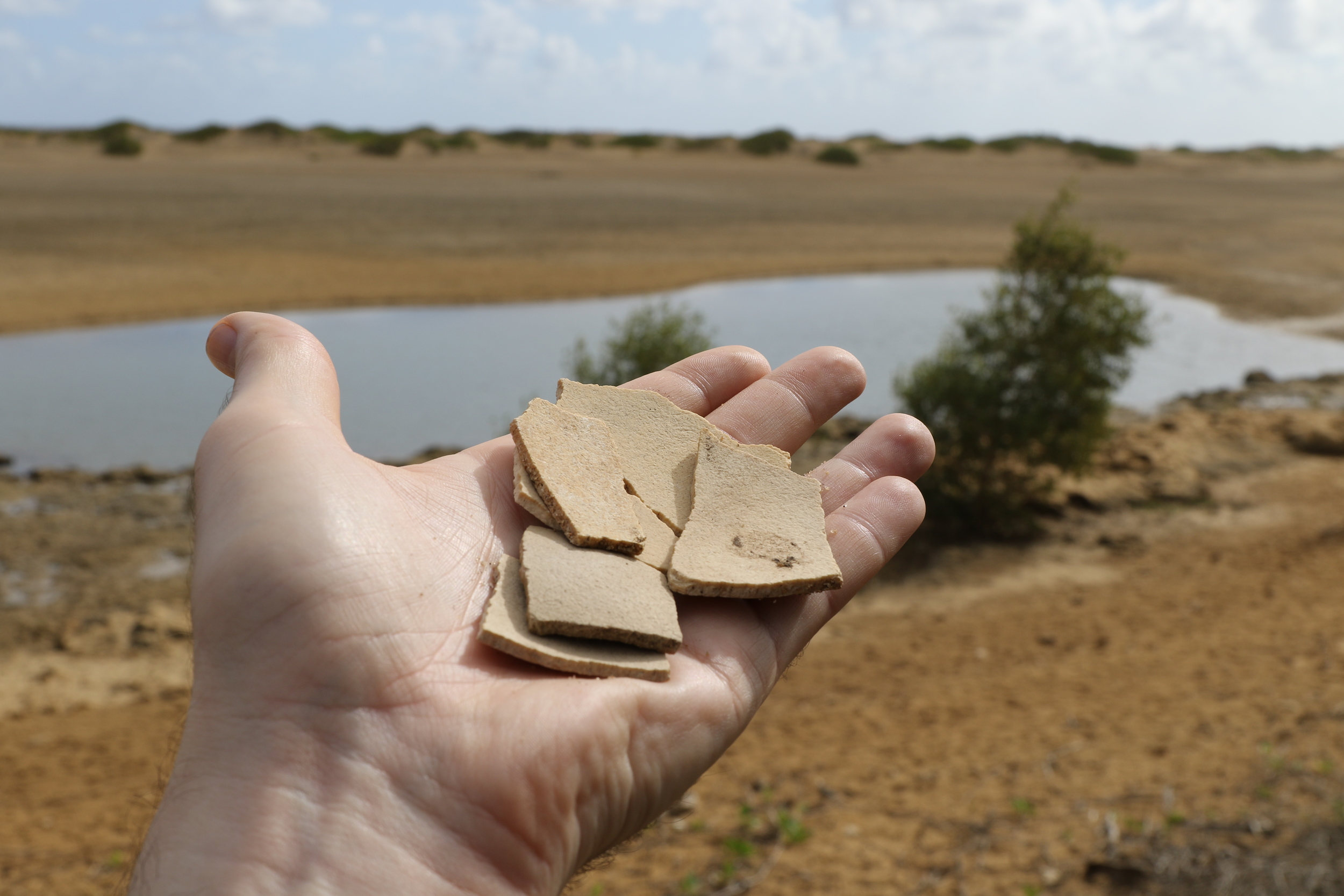  Extinct giant elephant bird ( Aepyornis  spp.) eggshell fragments from near Manombo, north of Toliara, Madagascar. 