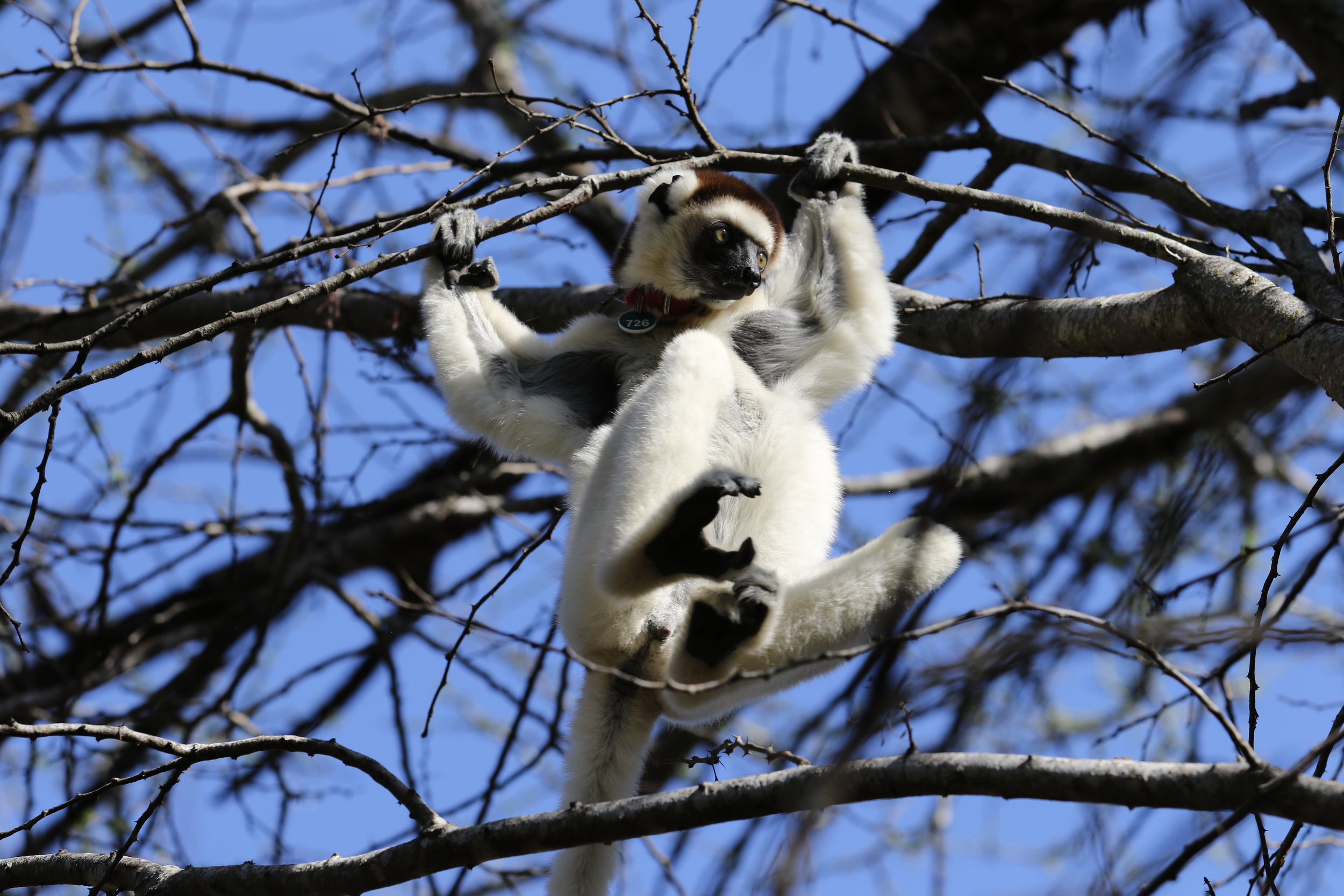  Verreaux's sifaka ( Propithecus verreauxi ) at Beza Mahafaly Special Reserve, Madagascar. 