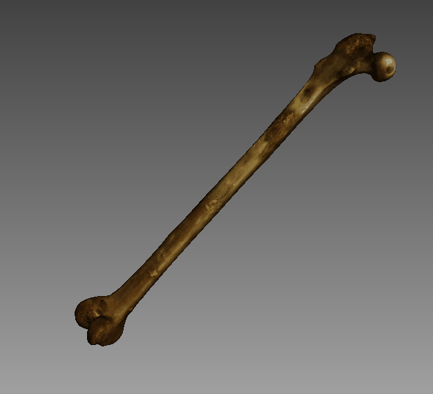 3D model of a sifaka ( Propithecus verreauxi ) femur, based on high-resolution 3D scan data generated with the Artec Space Spider, by Alexis Sullivan. 