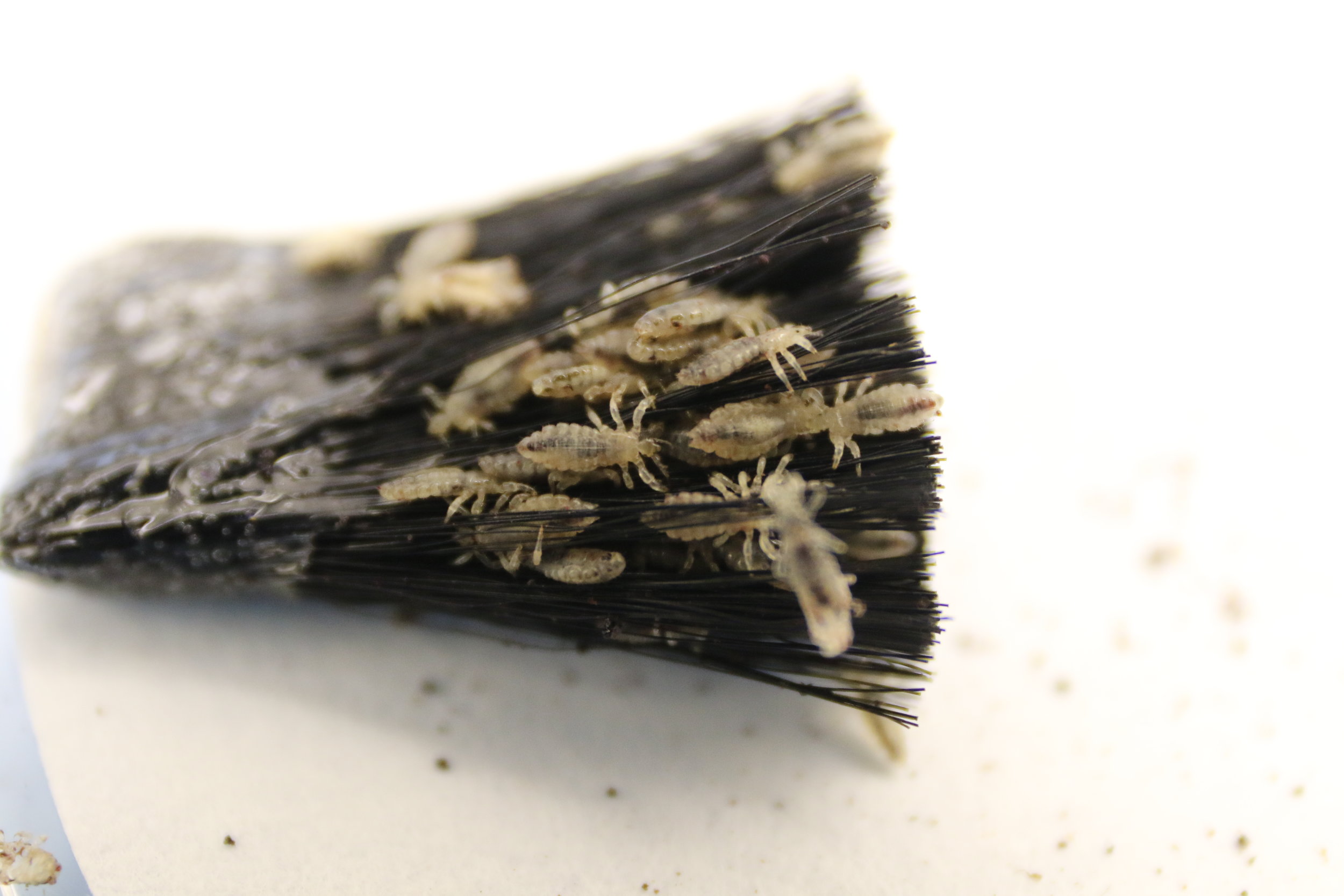  Human head lice (Pediculus humanus capitus) raised on an artificial rearing system in the lab of our collaborator John Clark, UMass Amherst. 