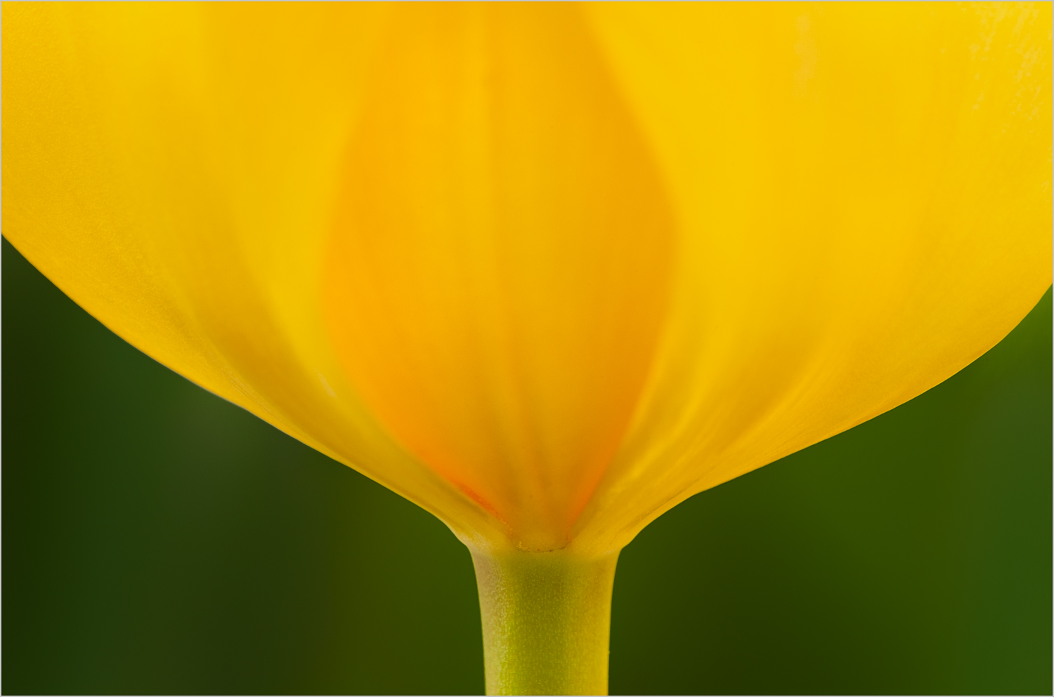 Flaming Tulip ( Photo Credit Howard Grill )