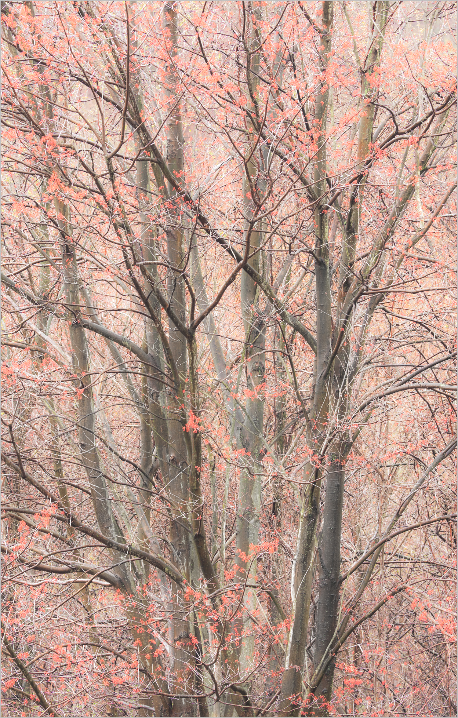 Spring ( Photo Credit Howard Grill )