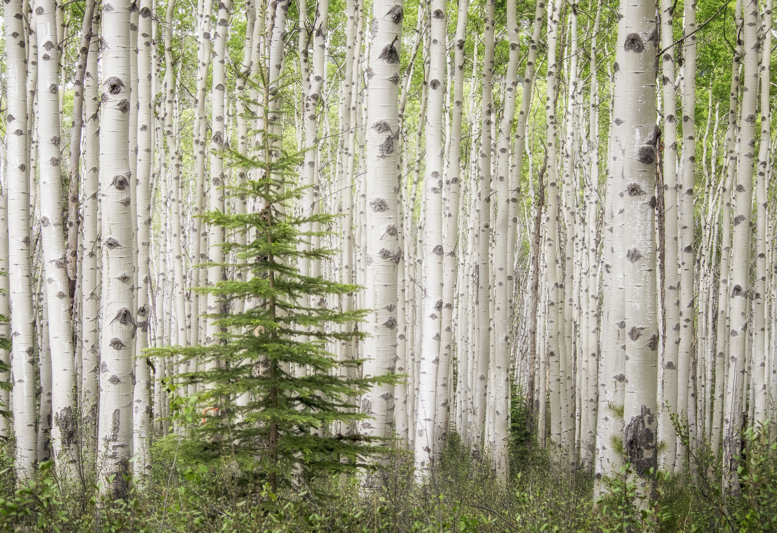 Deep woods—Birch forest in the mountains behind Jasper in the Canadian Rockies (Photo Credit: Louise Shoemaker)