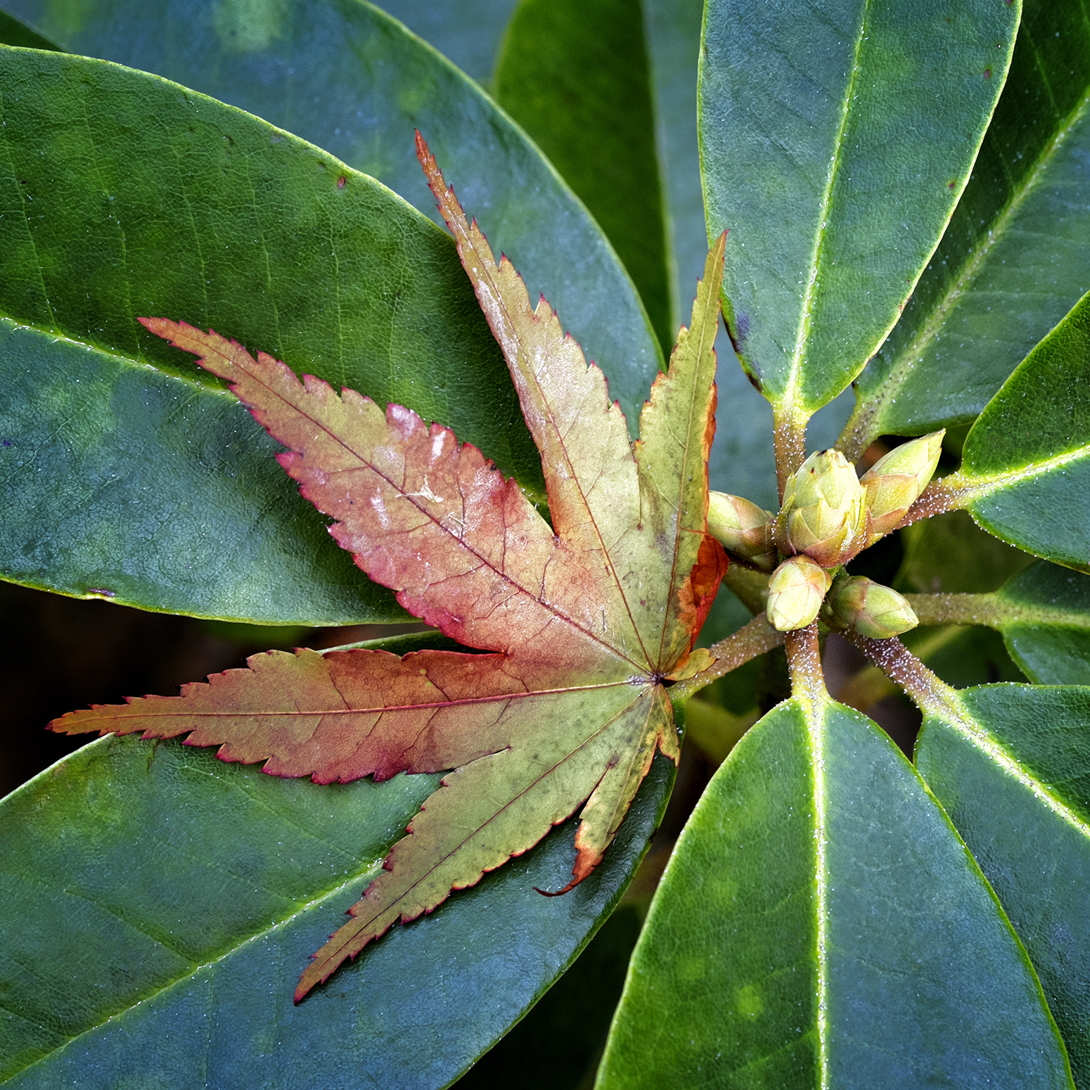 Serendipity—leaves in a New Zealand garden (Photo Credit: Louise Shoemaker)