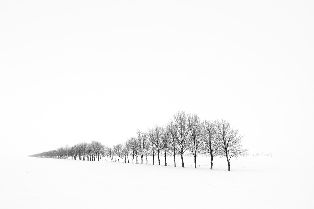 Shelter Belt #3, Minnesota (Photo Credit: Chuck Kimmerle)