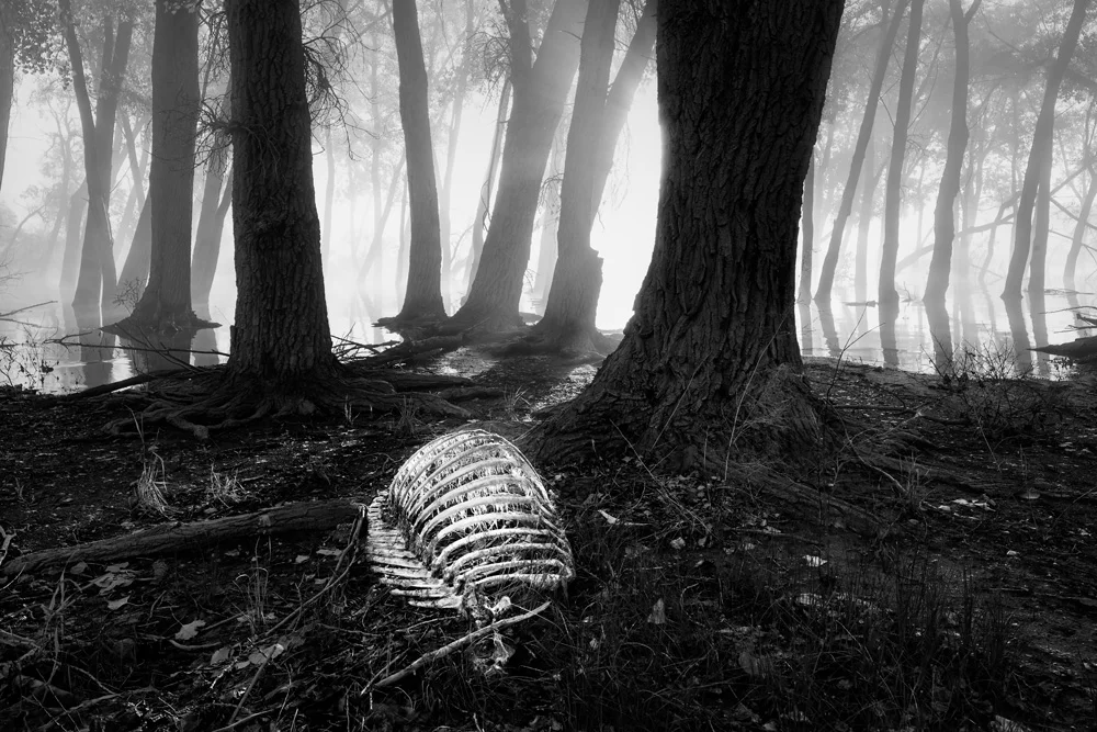 Elk Carcass In Fog, Glendo Reservoir, WY (Photo Credit: Chuck Kimmerle)