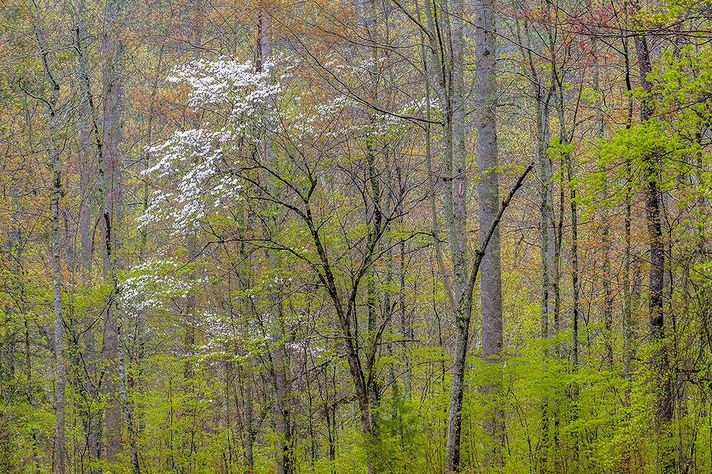 Dogwoods (Photo Credit: Dan Sniffin)
