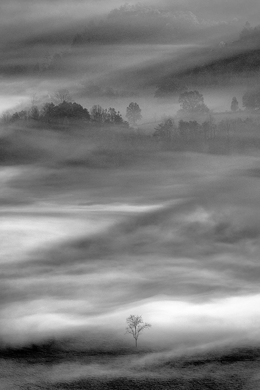 Tree in Morning Mist (Photo Credit: Dan Sniffin)
