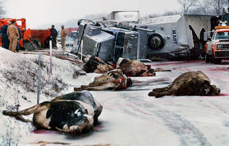 Dead Cows on the Pennsylvania Turnpike, Cranberry PA (Photo Credit: Saed Hindash)