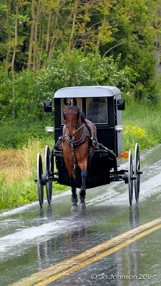 Horse & Buggy 