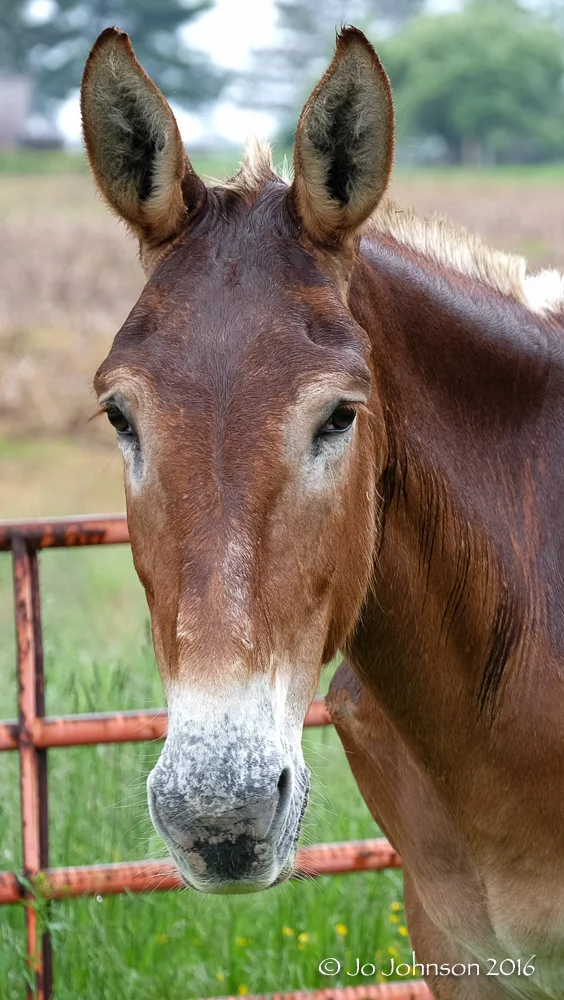 Mule