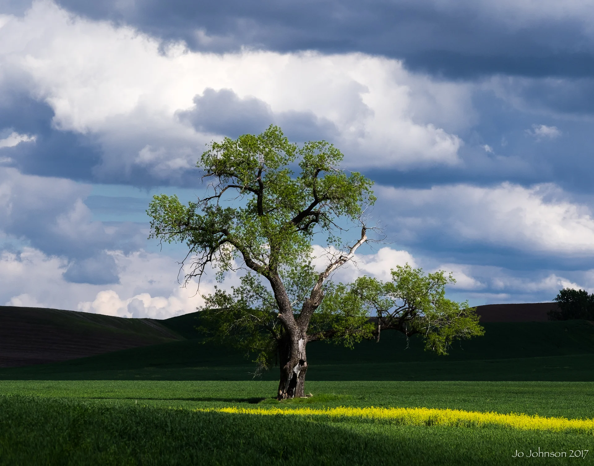 "Palouse Tree" - Western Washington State