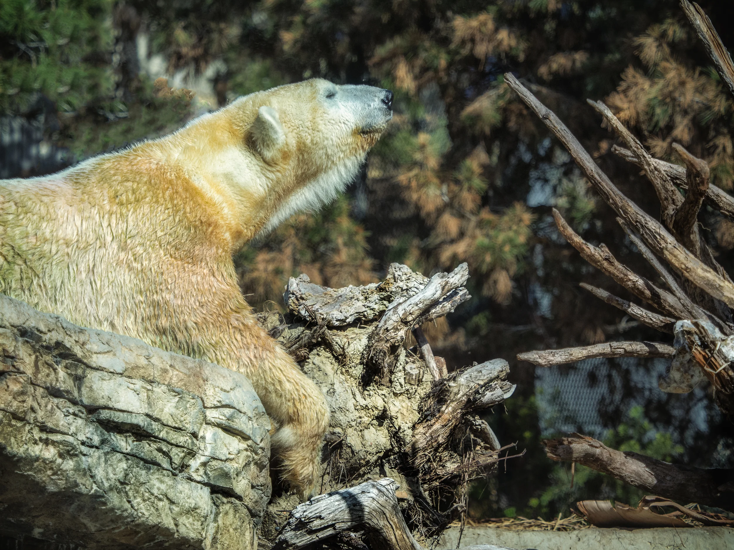 Olympus OMD-EM 1 ; M. Zuiko 40-140mm f2.8 + MC 14m 1.4x Teleconverter @ 110mm f4 