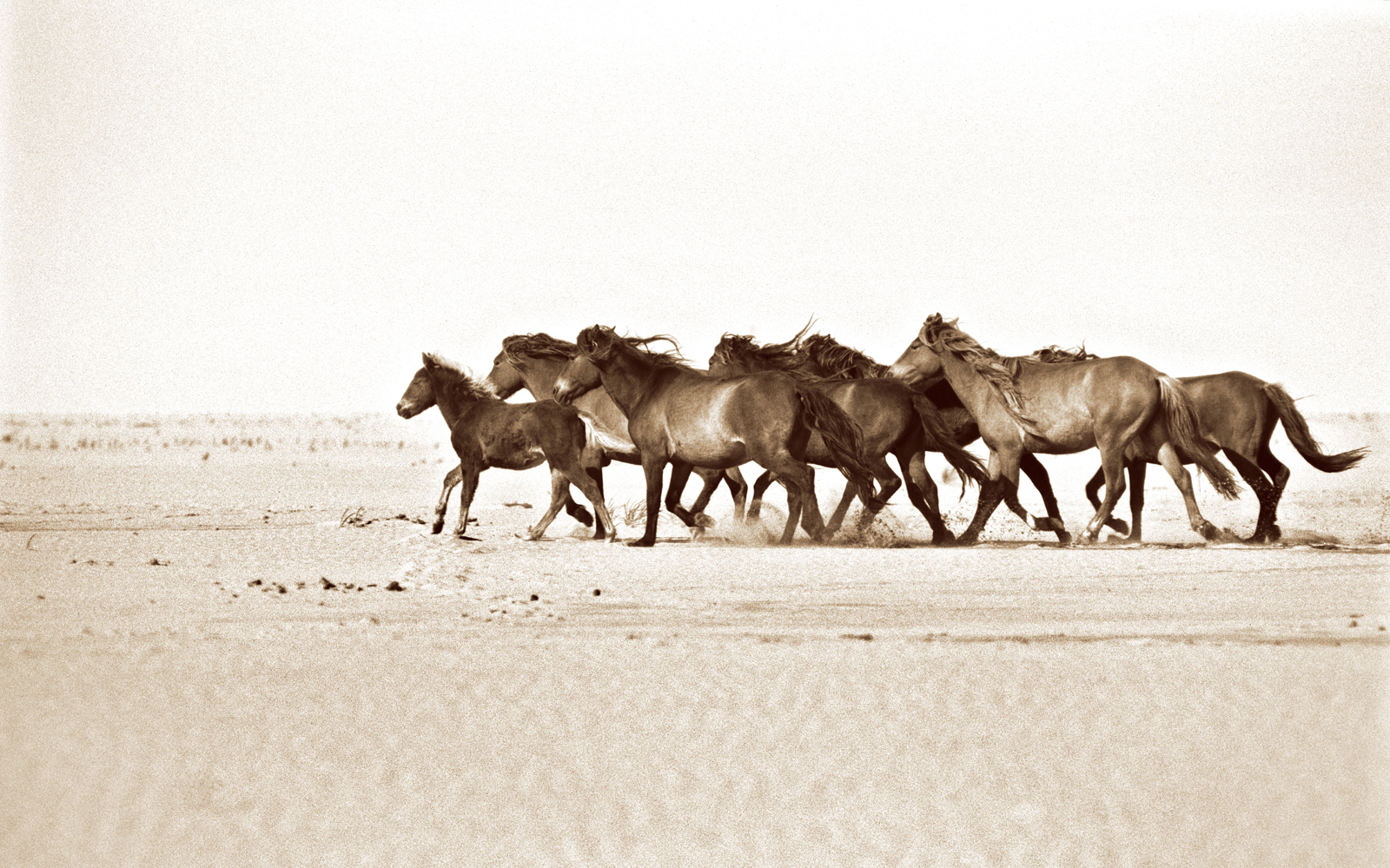 WESTERN RUN