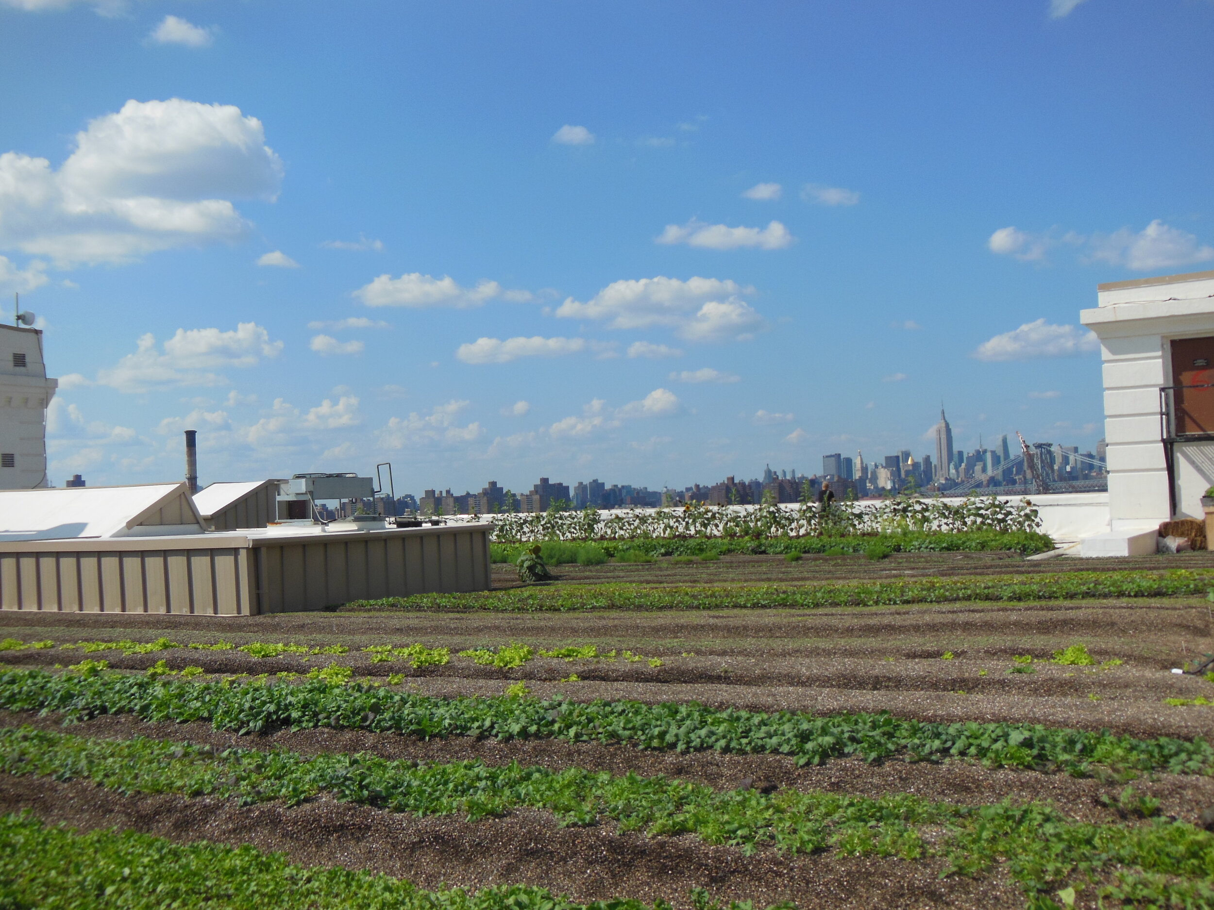 Brooklyn Navy Yard Roof Farm — EKLA.PLLC