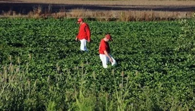 Erindale alumni wins, no foul balls lost