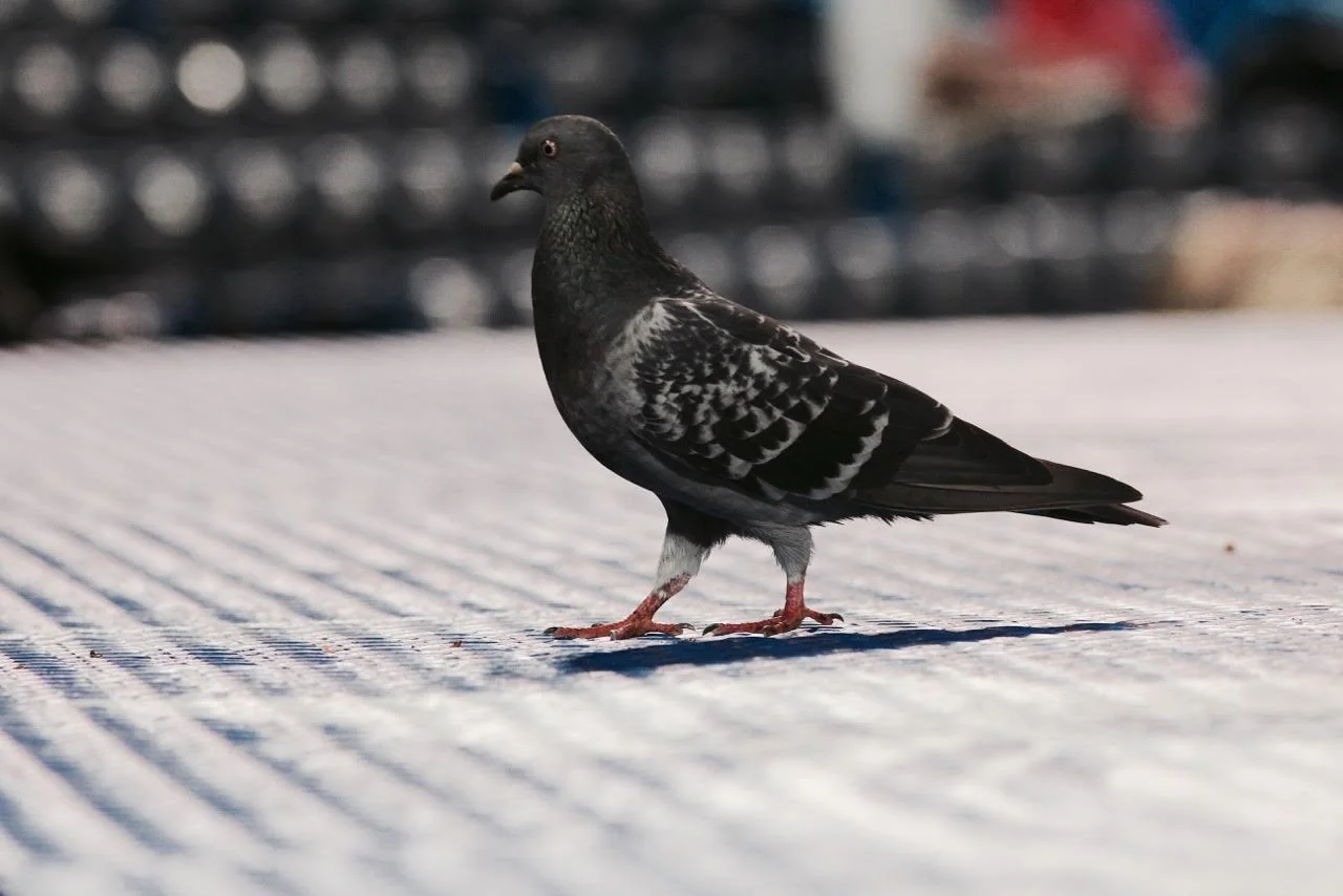 Updated Tournament 12 Standings 