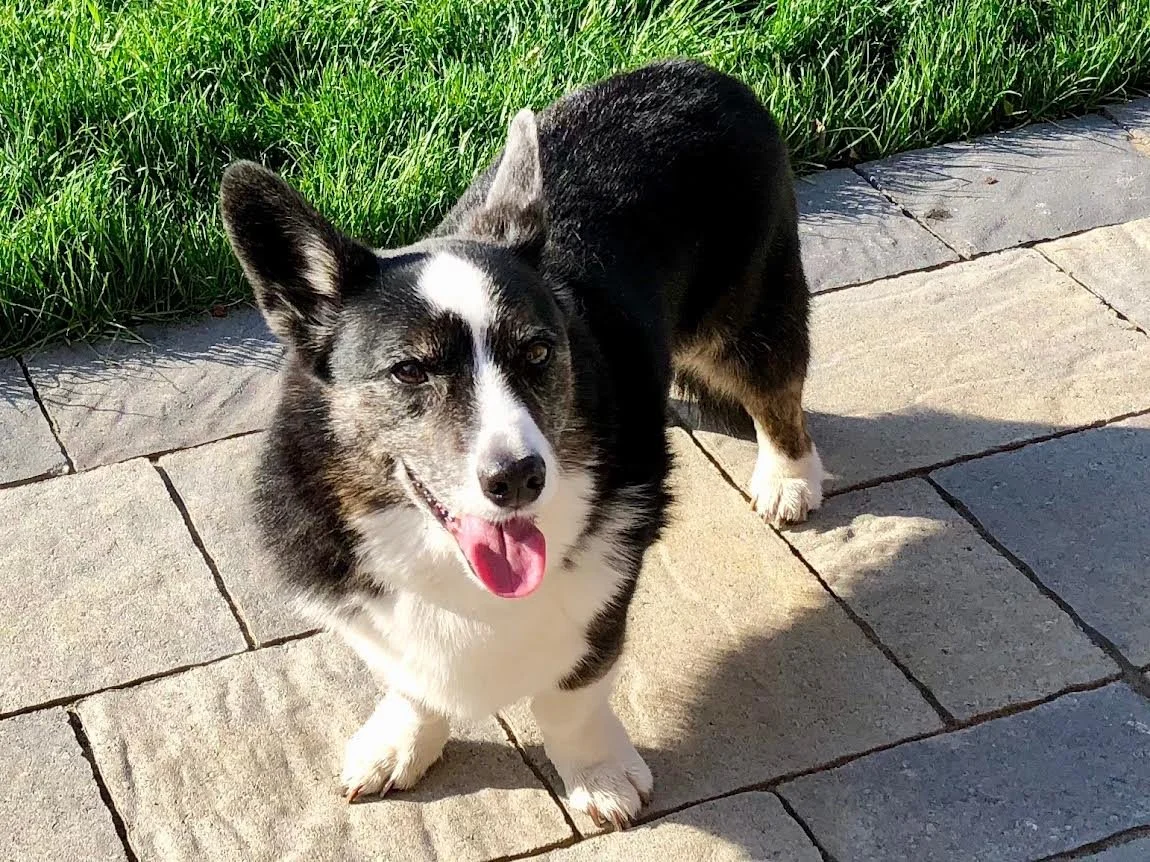 Elliott: R. I. P. Our dog Max