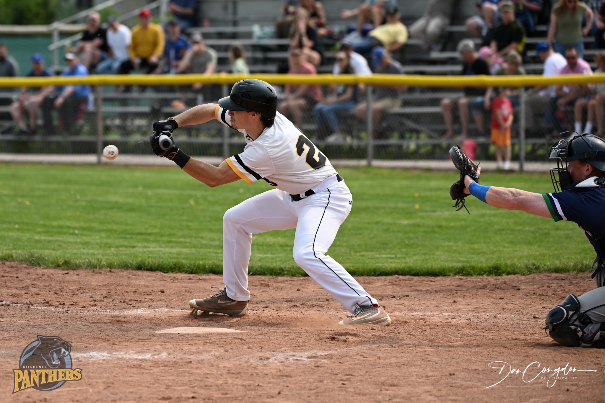 IBL's Kitchener Panthers re-sign Jarvis