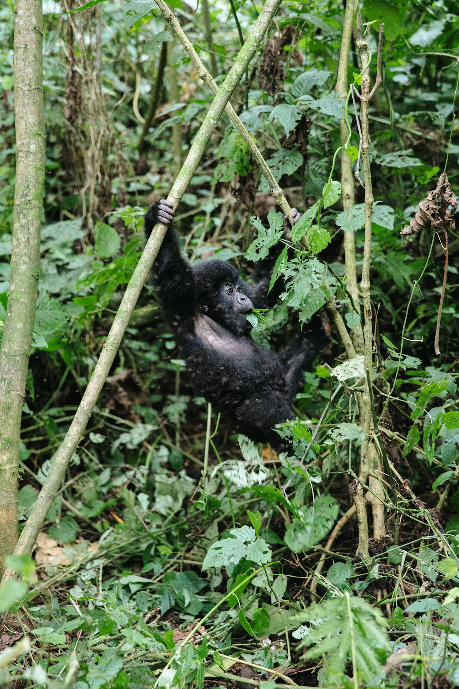 DRC_Virunga_Sasithon_0007.jpg