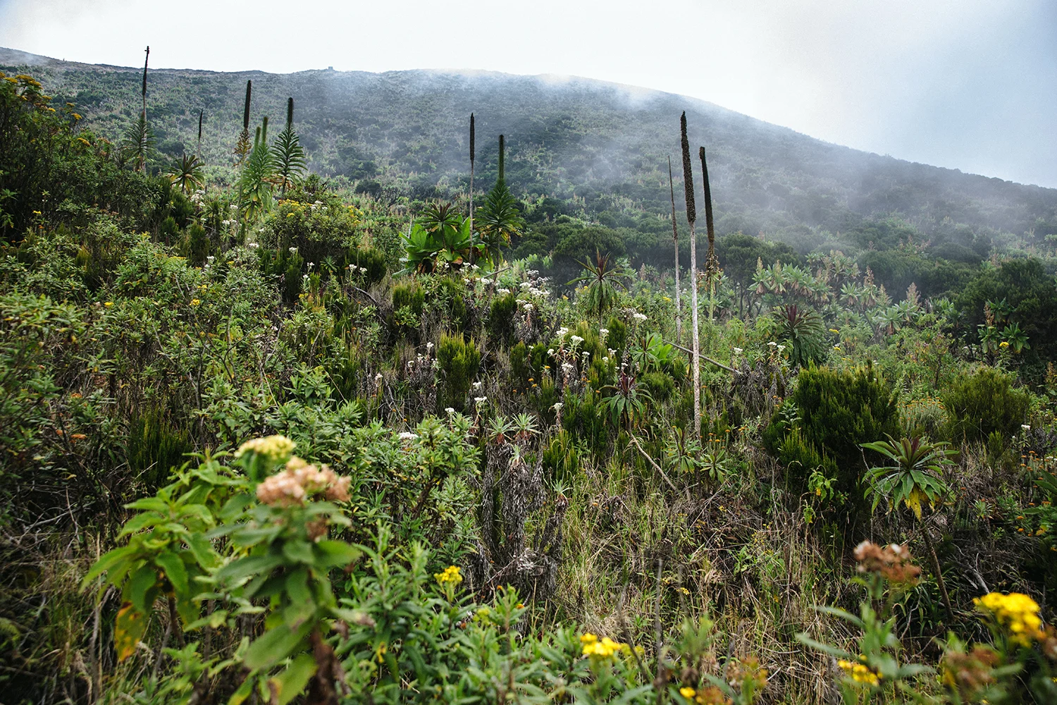 DRC_Virunga_Sasithon_0014.jpg
