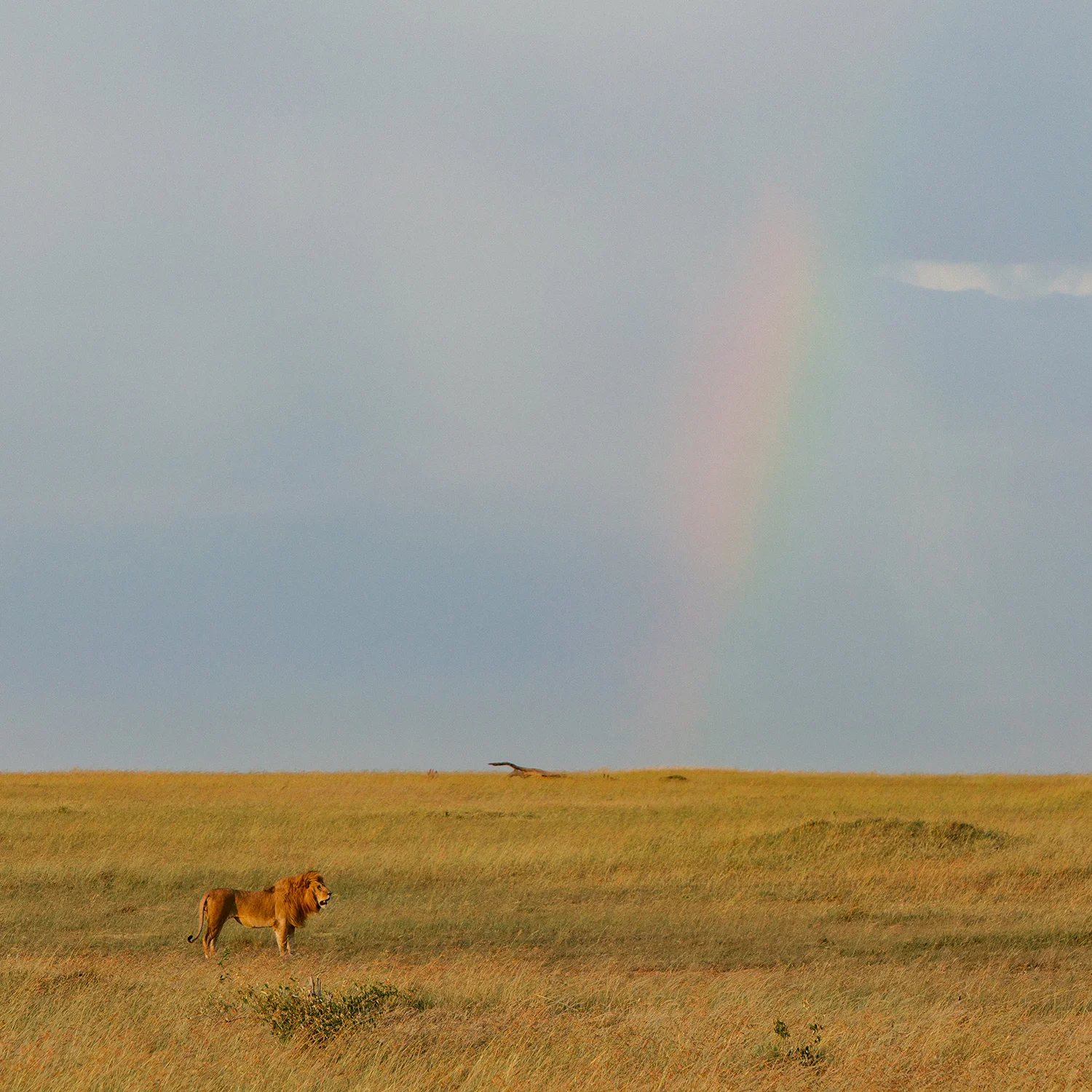 MaasaiMara-3O2A1958-2 REV Low Res.jpg