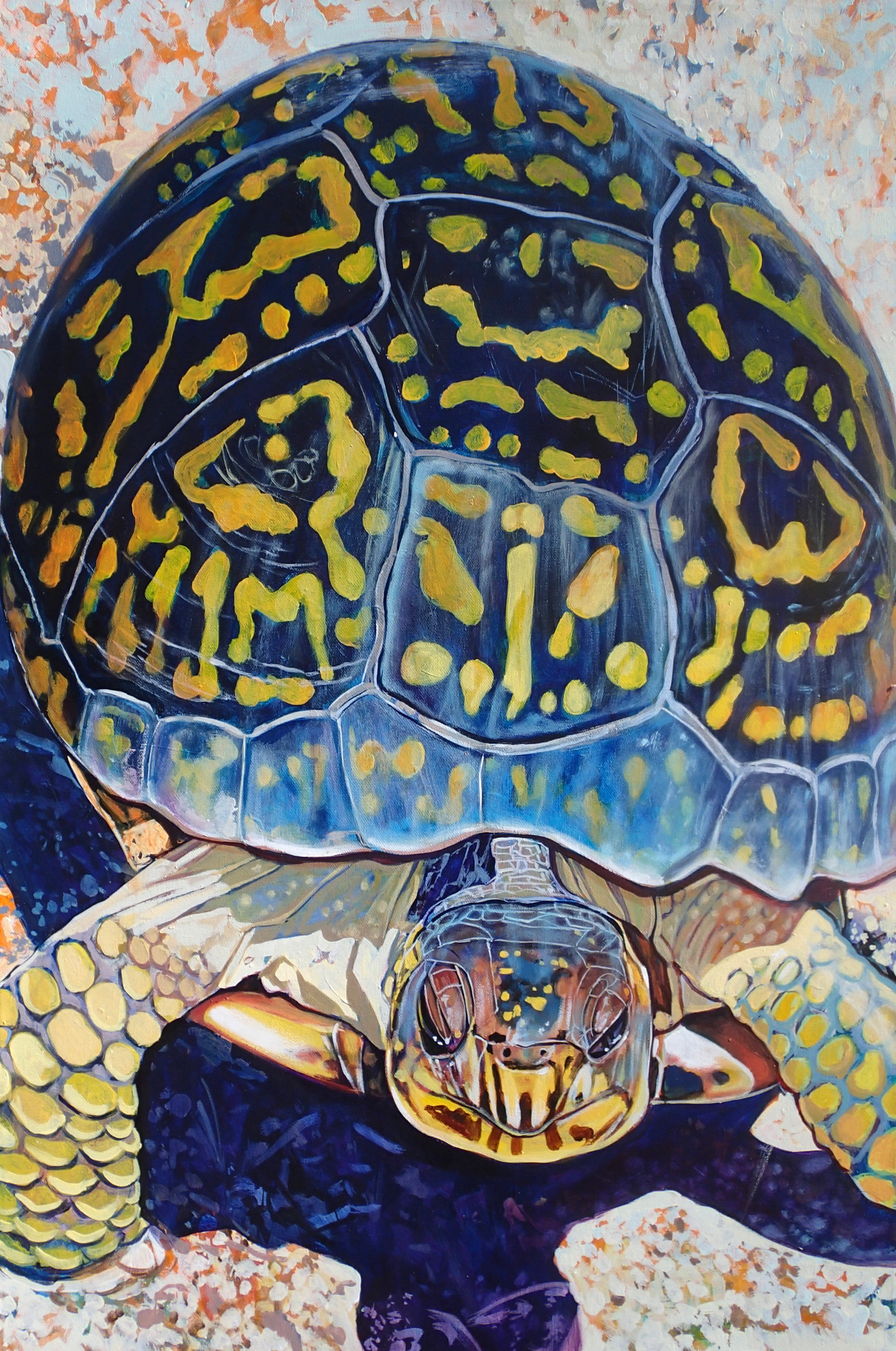 Turtle