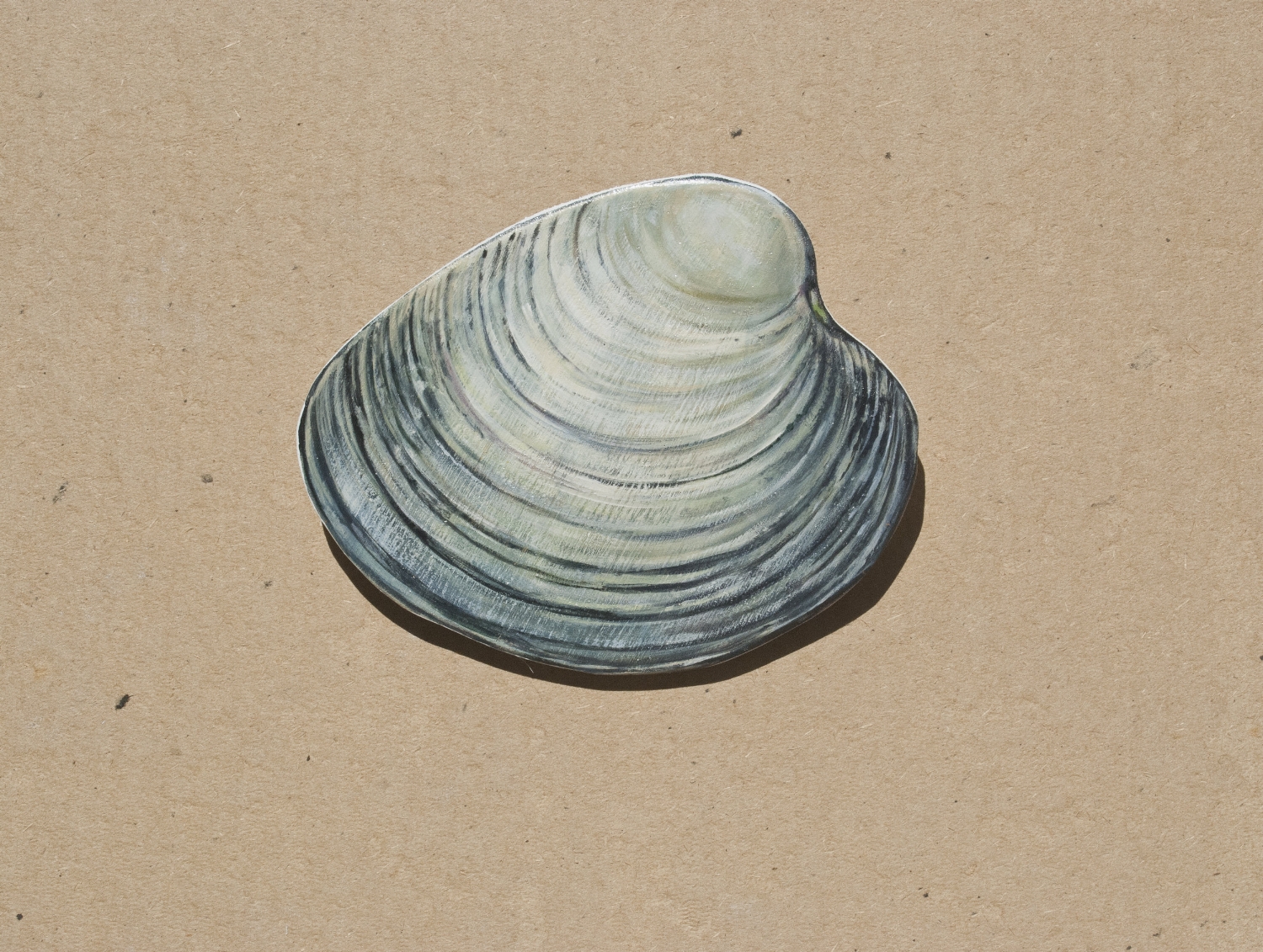 Quahog