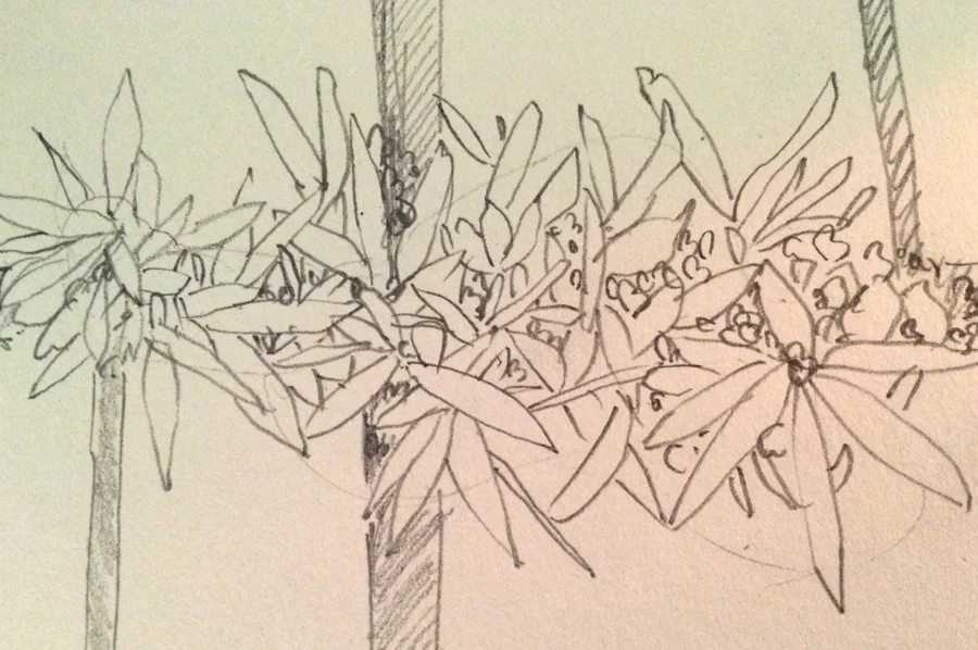 quick sketch inspired by photo. 
