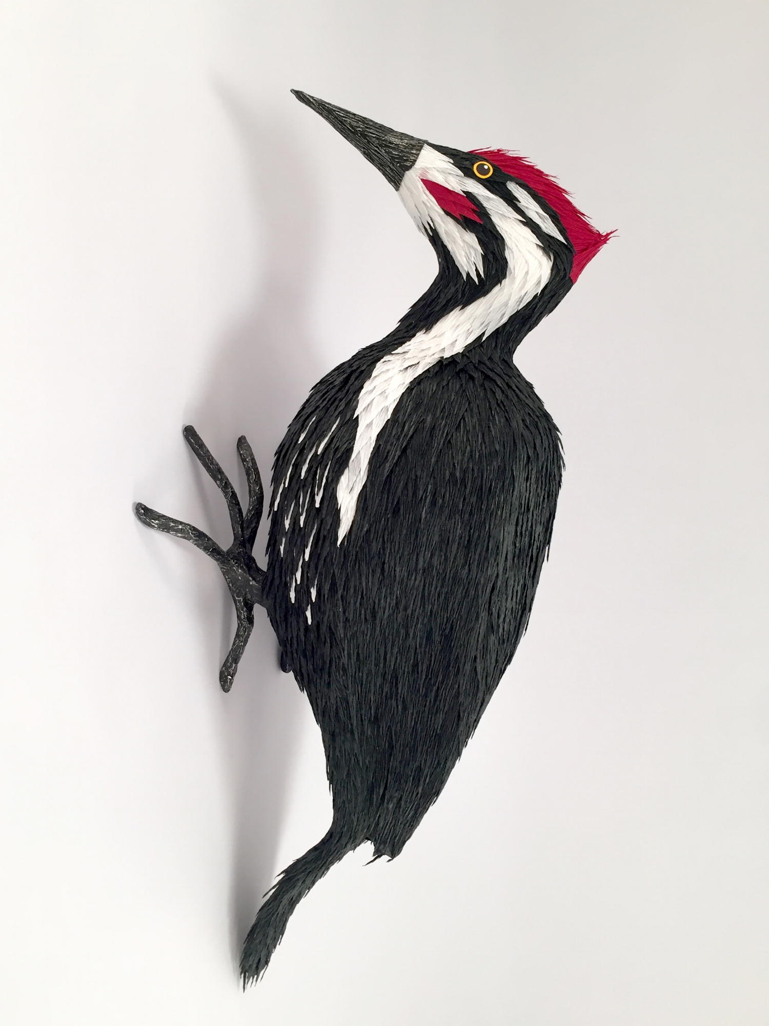 Pileated Woodpecker.jpg