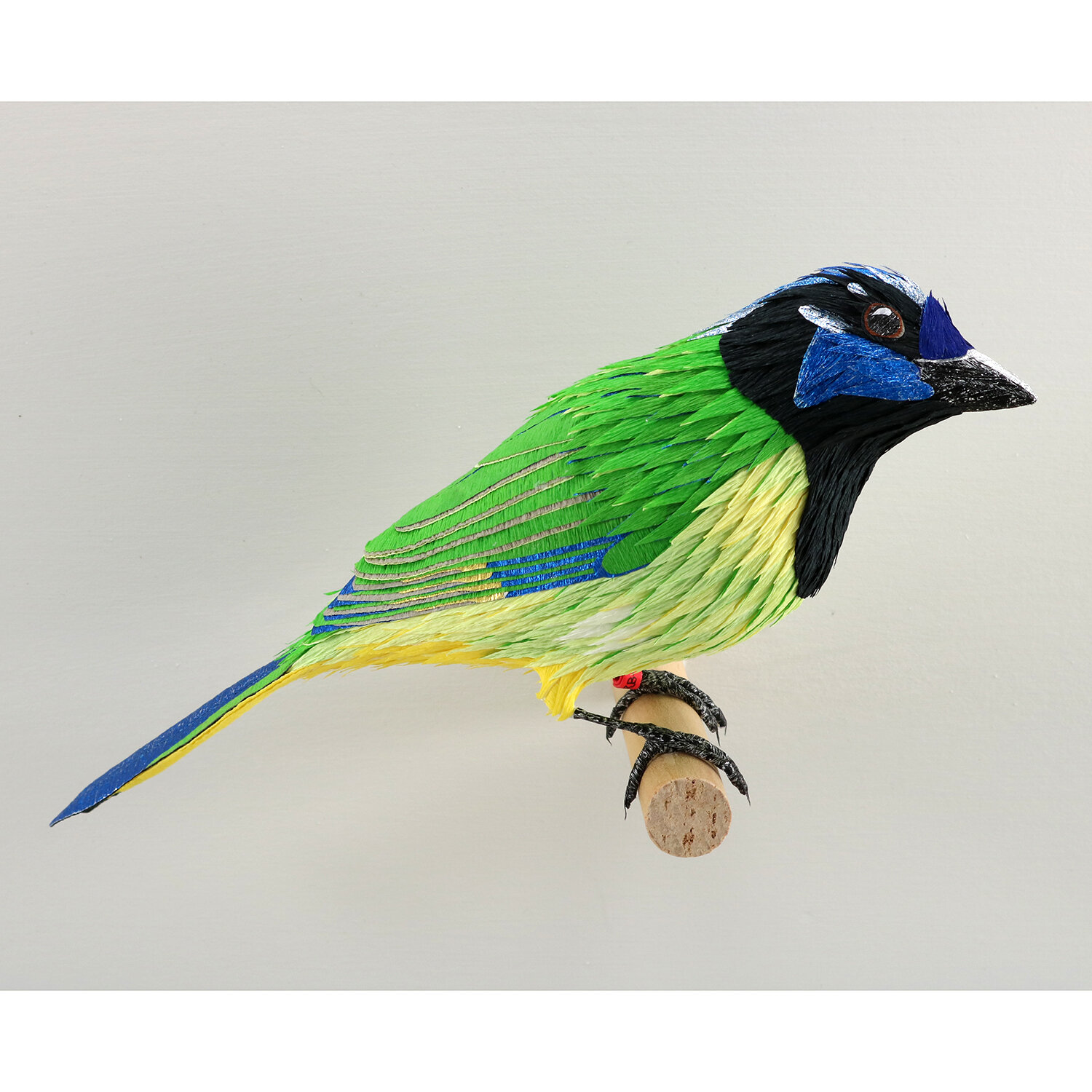 Green Jay.jpg