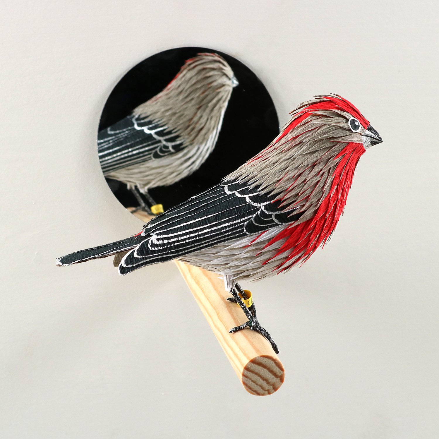 House Finch Gyanadromorph 4.jpg