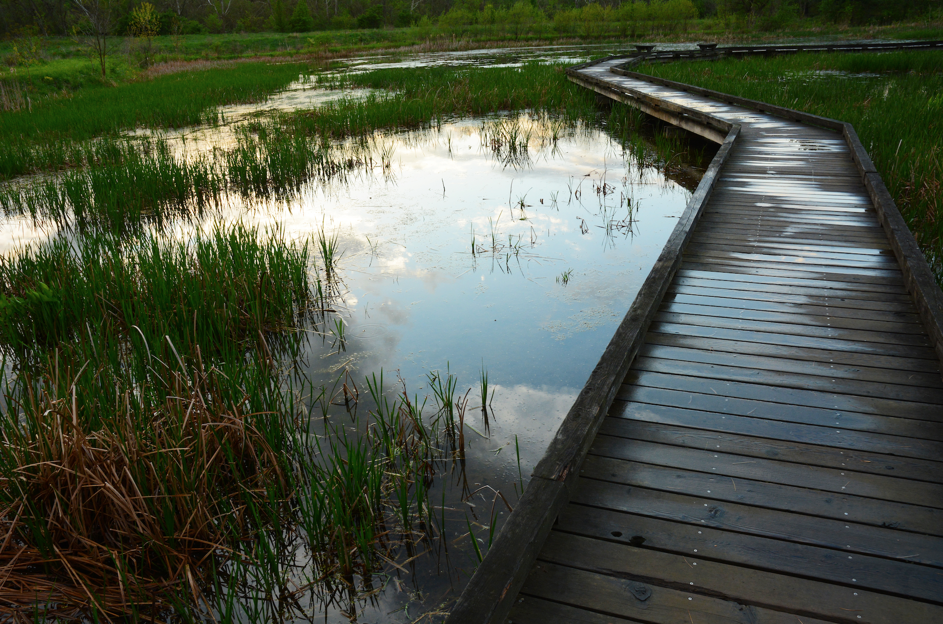 Wingfield Pines Conservation Area