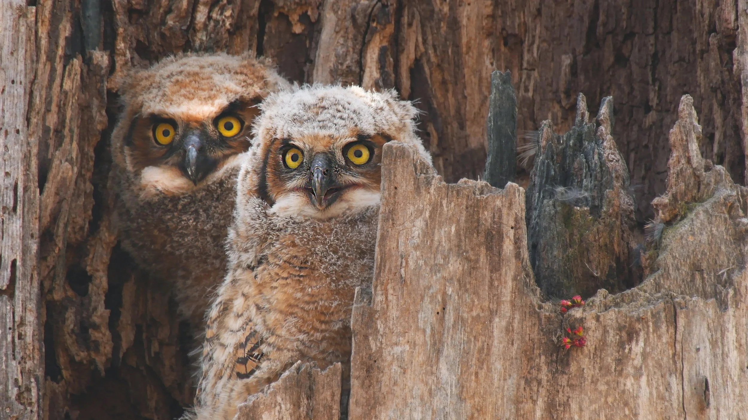 Great Horned Owls.jpg