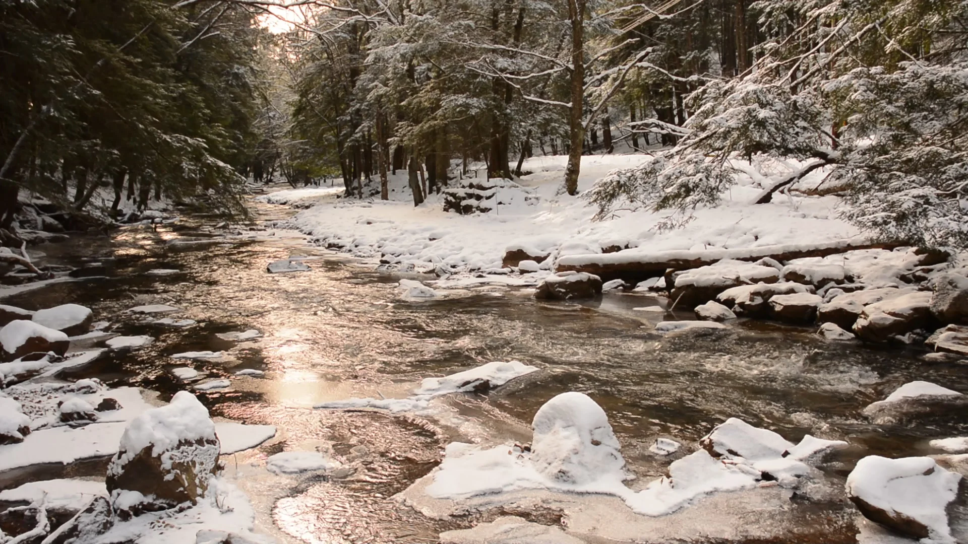 Cathedral Cook Forest-546-00000604.jpg