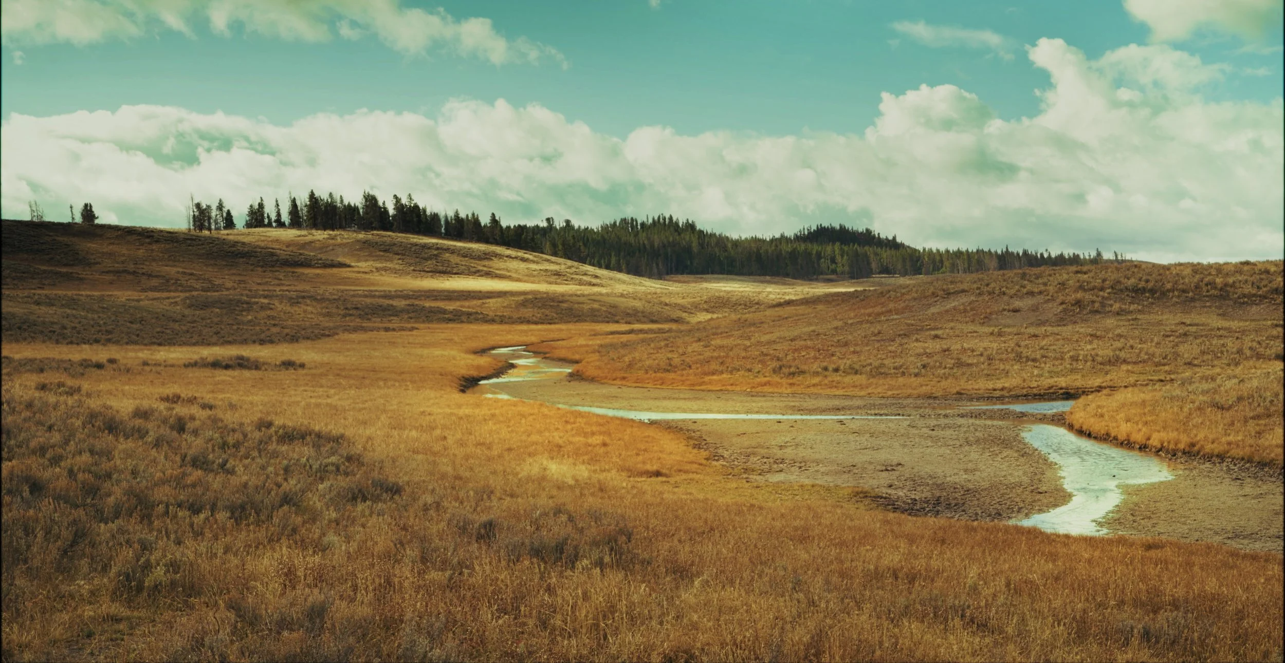 Hayden Valley YNP.jpg