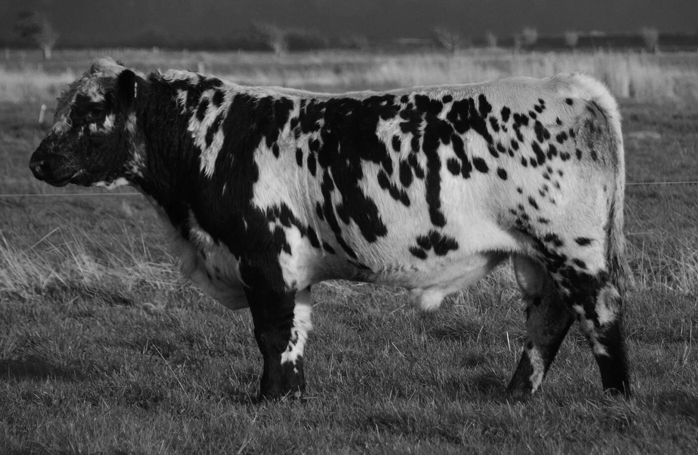 CTN281 NitroDSC_3417B&W.jpg