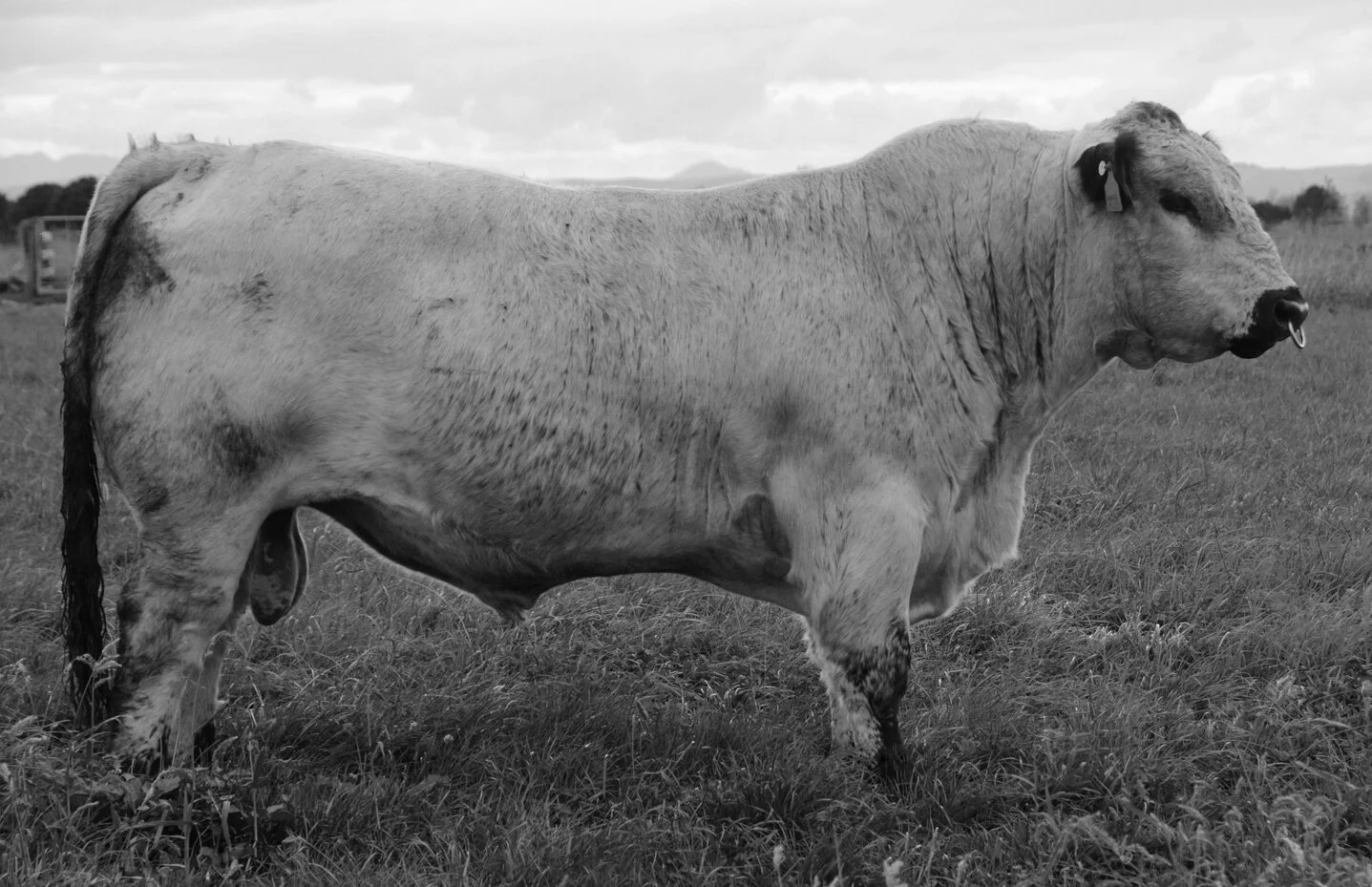   BELOW SEA LEVEL LEGACY   SPOTS 'N SPROUTS STANDS ALONE  X  SPKNZ SPN F21 