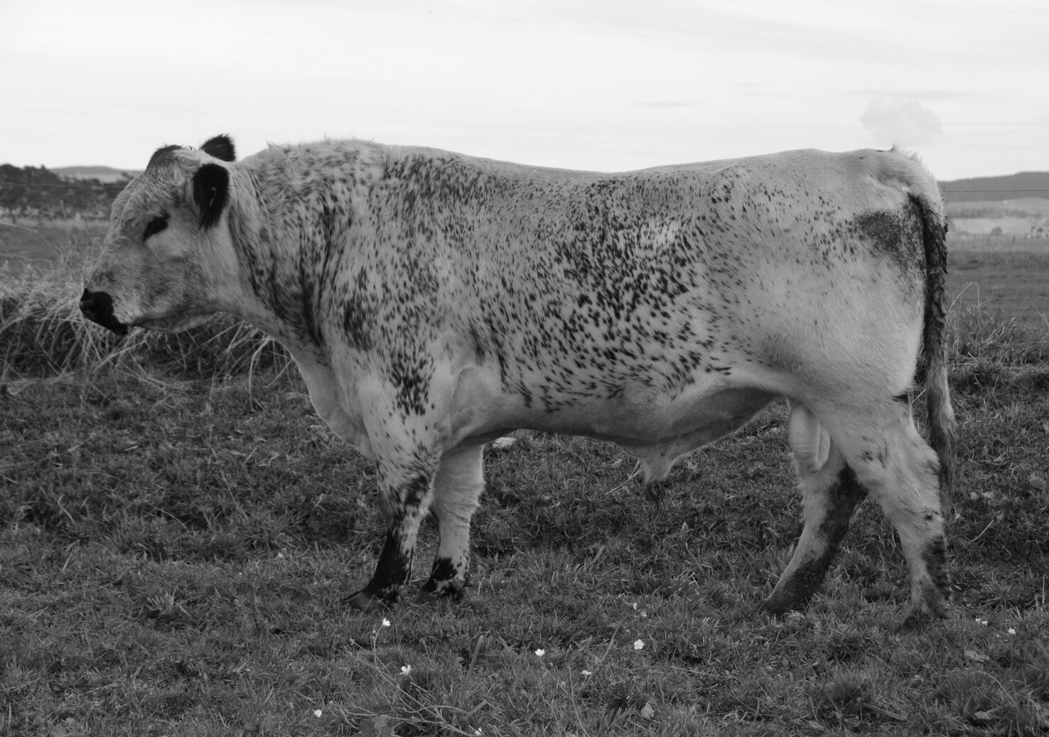   FALANI L5 LADYS MAN   SPKNZ JONAH J17  X  SPKNZ SPN H48   