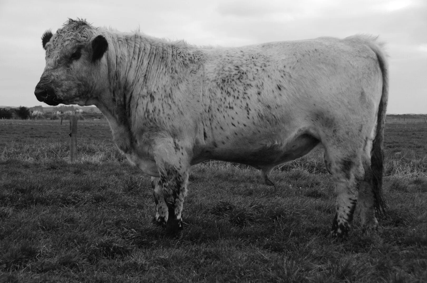   BELOW SEA LEVEL NOBLEMAN   BELOW SEA LEVEL LEGACY  X  BELOW SEA LEVEL LALEIKE 