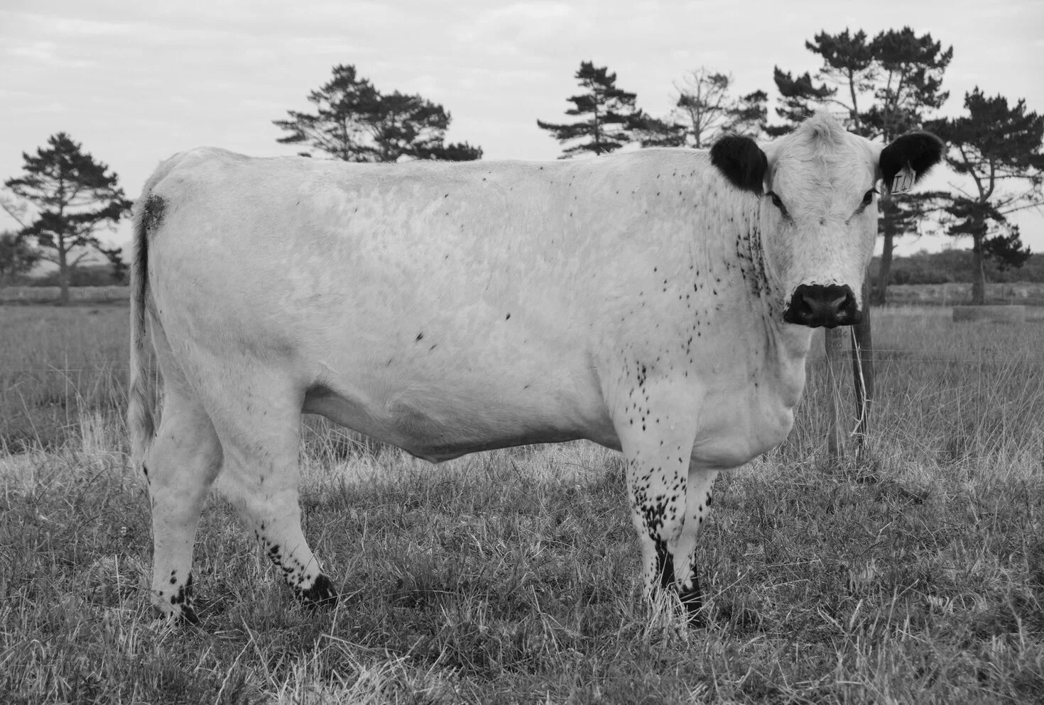   SPKNZ J41   SPKNZ EXTREME E27  X  SPKNZ E3 