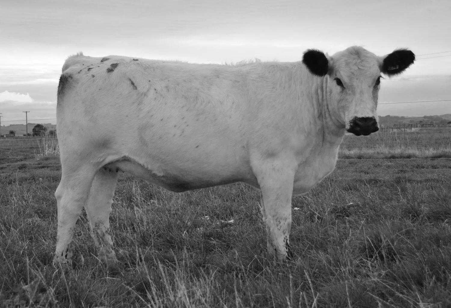   BELOW SEA LEVEL LUNA ROSE   SPOTS 'N SPROUTS STANDS ALONE  X  SPKNZ J41 