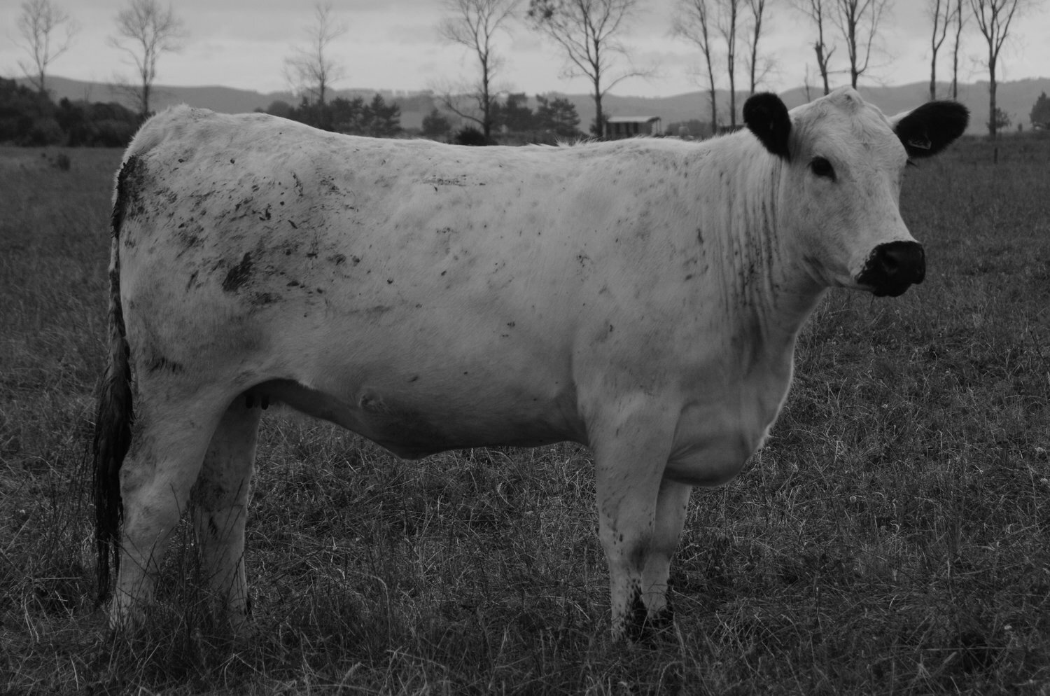   BELOW SEA LEVEL MOONSTONE   SPKNZ EXTREME E27  X  SPKNZ SPN F21 